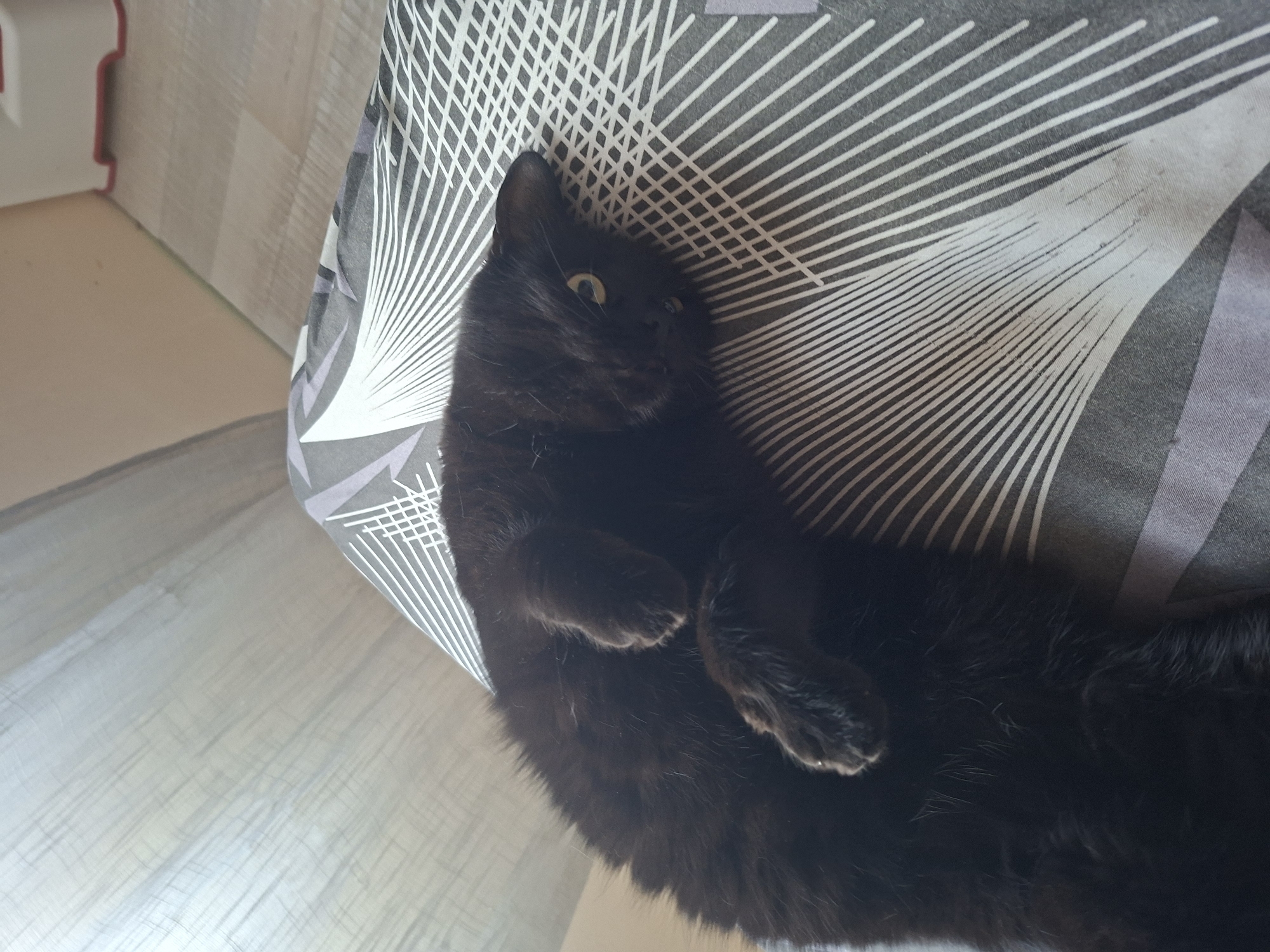 A black cat is depicted lying on its back on a patterned bedsheet or cushion cover. The cat's body is curled, with its paws tucked inward, suggesting a relaxed yet alert posture. Its face is turned towards the viewer, and one bright, yellowish-green eye is wide open, giving an impression of curiosity or slight surprise. The cat has sleek black fur, contrasting with its eye color.
The patterned fabric beneath the cat features a striking geometric design of radial lines and shapes in white and various shades of grey, with subtle hints of light purple on a darker grey background. In the background, to the left, a light-colored wooden or laminate floor is visible, alongside a light-toned wall or piece of furniture that has a thin red-orange trim along its edge. The scene is brightly lit, suggesting it is daytime indoors, with soft, diffused light. There is no visible text in the image. The setting is an indoor space, likely a home, in Basarbovo, Bulgaria.