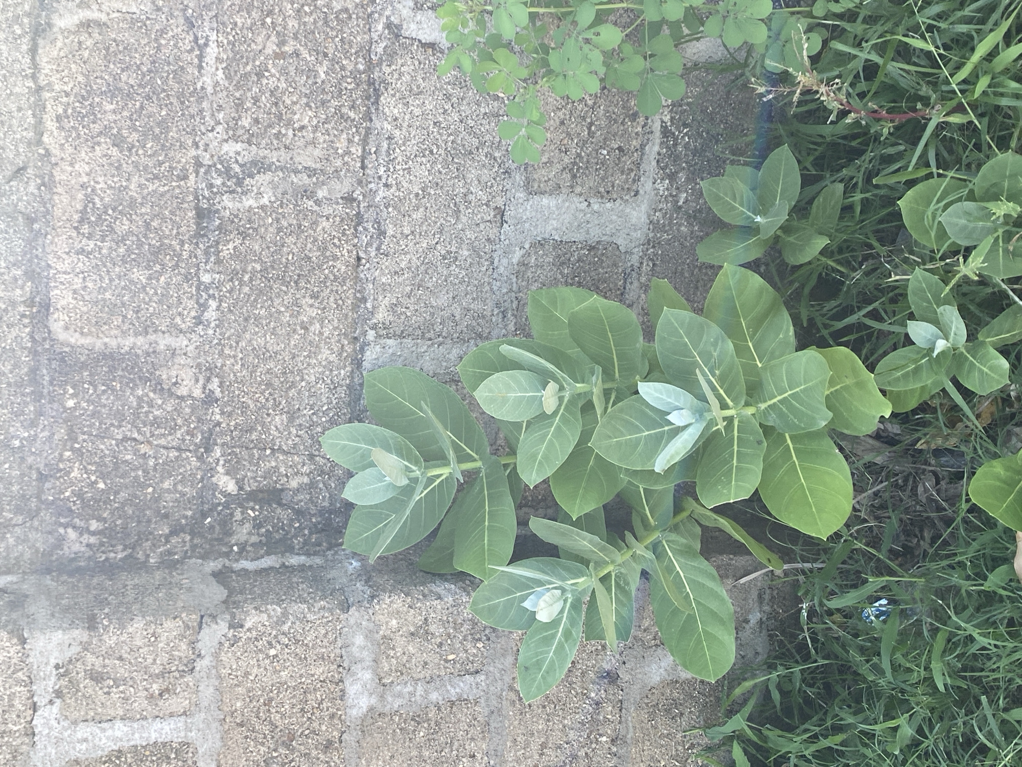 The image shows a close-up view of several plants with large, green leaves growing against a textured, grey cinder block wall. The wall appears to be weathered and some of the mortar between the blocks is visible. The plants are lush and healthy, with some smaller, lighter-colored leaves at the tops of the stalks. In the lower left of the image, there is a small piece of blue and white plastic trash in the grass. The scene appears to be outdoors in an urban or semi-urban environment. The location is identified as Jauro Yinu, Nigeria.