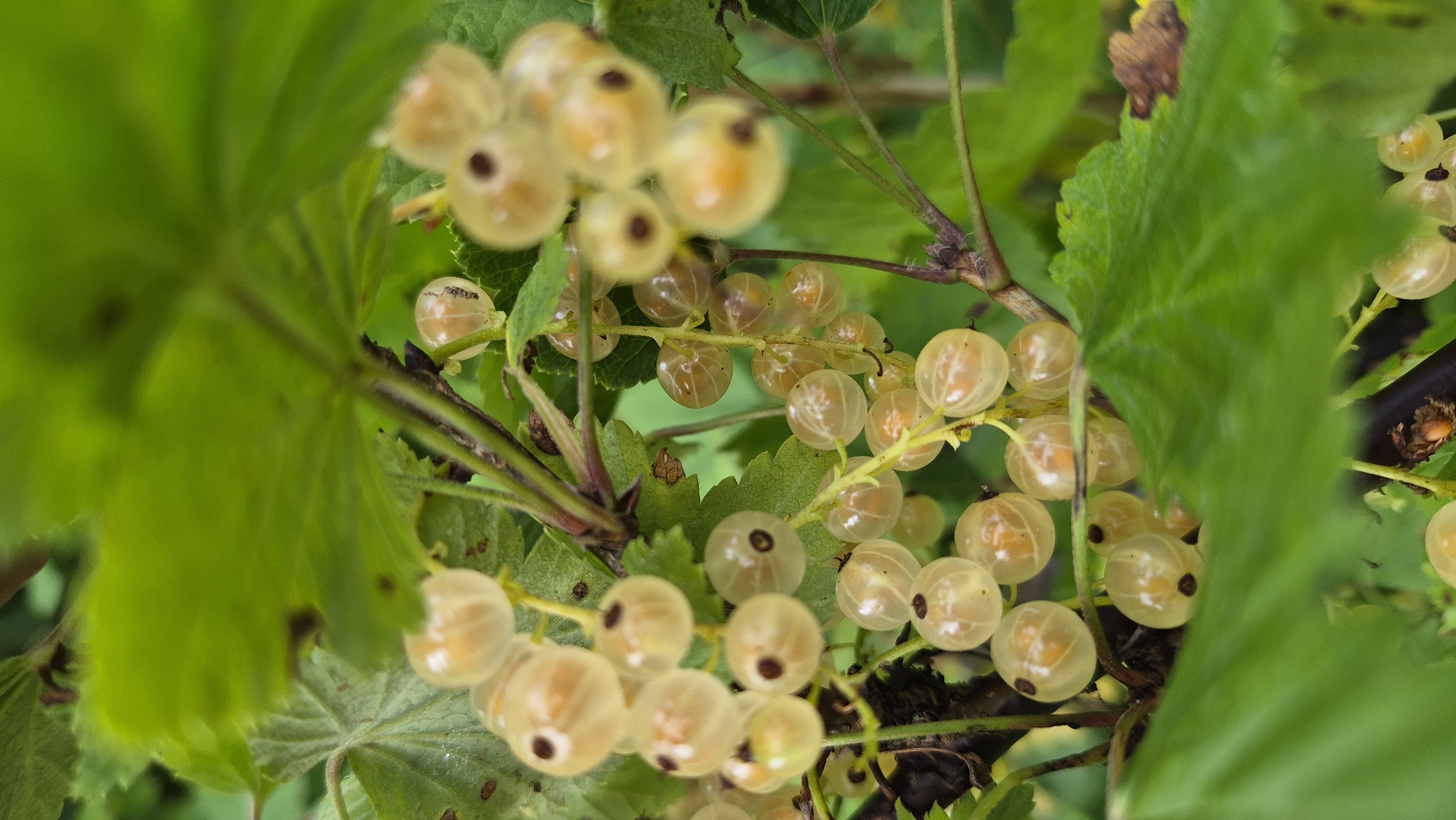 A close-up, vertical, full-frame shot captures a cluster of translucent white currants hanging from a branch amidst lush green foliage. The currants, illuminated by natural light, exhibit a soft glow, with visible seeds and dark centers. The leaves are a vibrant green, some in sharp focus and others softly blurred in the background, suggesting a shallow depth of field. The overall impression is one of natural beauty and the ripeness of fruit on a plant. The location is Ļūbaste 0001, Latvia, where the image was taken.