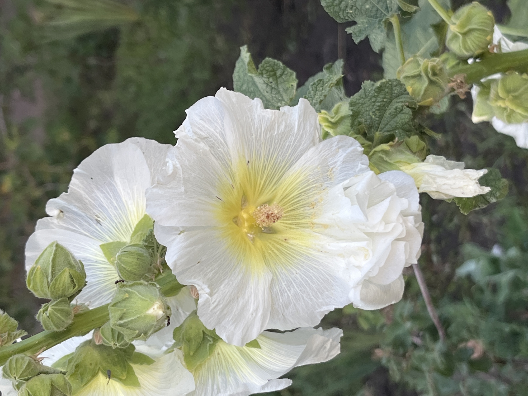 This is a close-up, eye-level, outdoor photograph of white hollyhock flowers in bloom. The focus is on a cluster of flowers and buds on a stem, with a soft, blurred green background of foliage. The time of day appears to be daytime, likely during fair weather, as the lighting is natural and even.
The main subject is a large, open white hollyhock flower with delicate, crinkled petals. The center of this flower is a soft yellow, fading into white towards the edges. The stamens are visible in the center, appearing as a cluster of short, fuzzy, tan-colored filaments. To the left and slightly below this main flower, another white hollyhock is partially visible, also in bloom.
Along the stem, several green hollyhock buds are present. These buds are roughly spherical, with a pointed tip, and are covered in a light fuzz. Some of these buds are tightly closed, while others are beginning to unfurl. Small black ants are visible on some of the buds and flowers.
The background consists of out-of-focus green leaves and stems, suggesting a garden or natural setting. The overall mood is serene and natural, highlighting the delicate beauty of the flowers. No text is visible in the image. The location context is Dnipro, Ukraine.