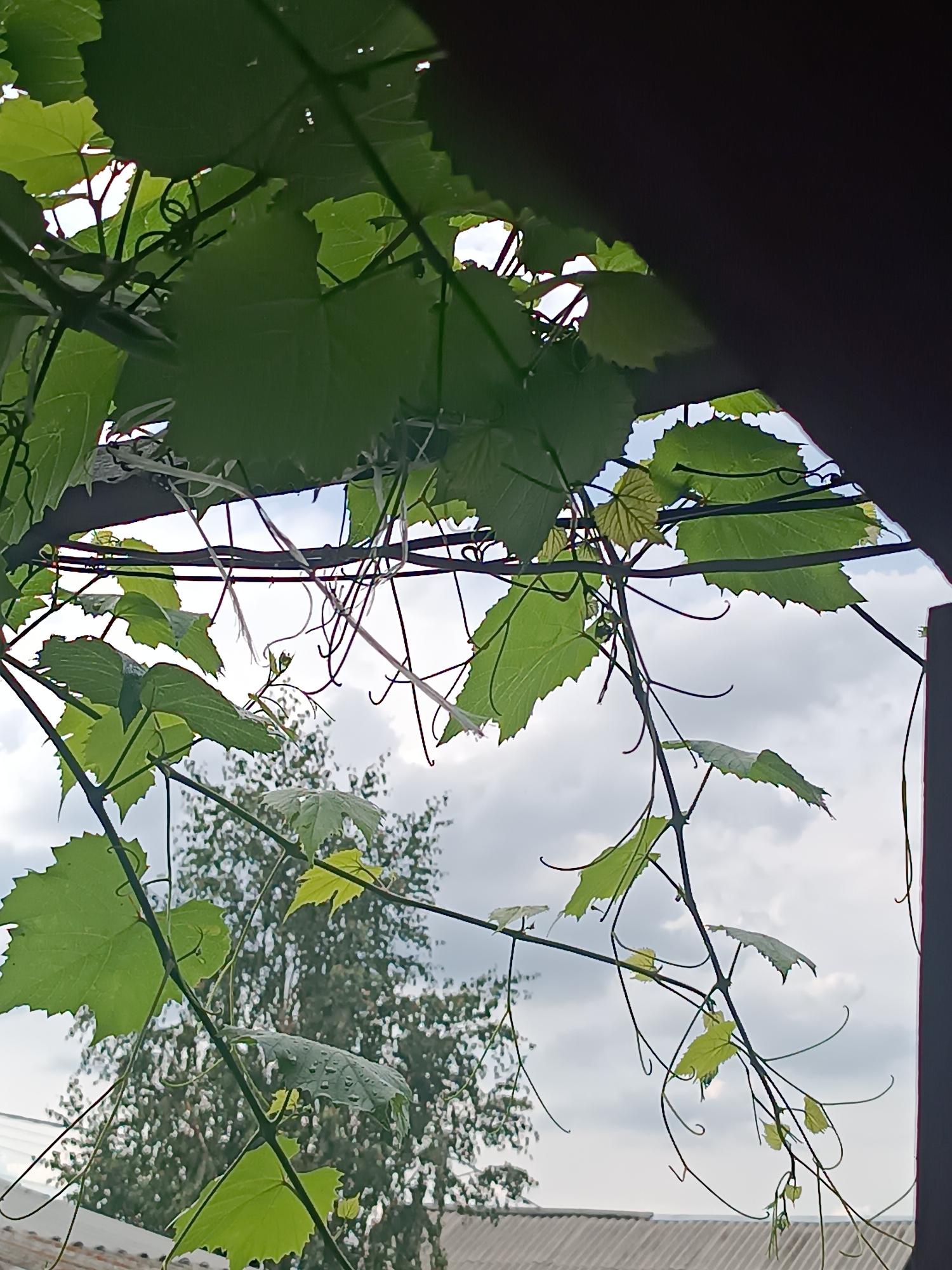 The image shows a close-up view of green grape leaves and tendrils hanging from a vine. The vine is supported by a dark metal structure, possibly a pergola or trellis, which is partially visible at the top and right of the frame. The leaves are a vibrant green, some appearing wet with visible water droplets. The background reveals a bright, cloudy sky and the tops of trees and a rooftop, suggesting an outdoor setting. The overall scene evokes a sense of lush vegetation and a slightly overcast day. The location is Klyuchi, Russia, as indicated by the context. There are no people or animals depicted in the image.
