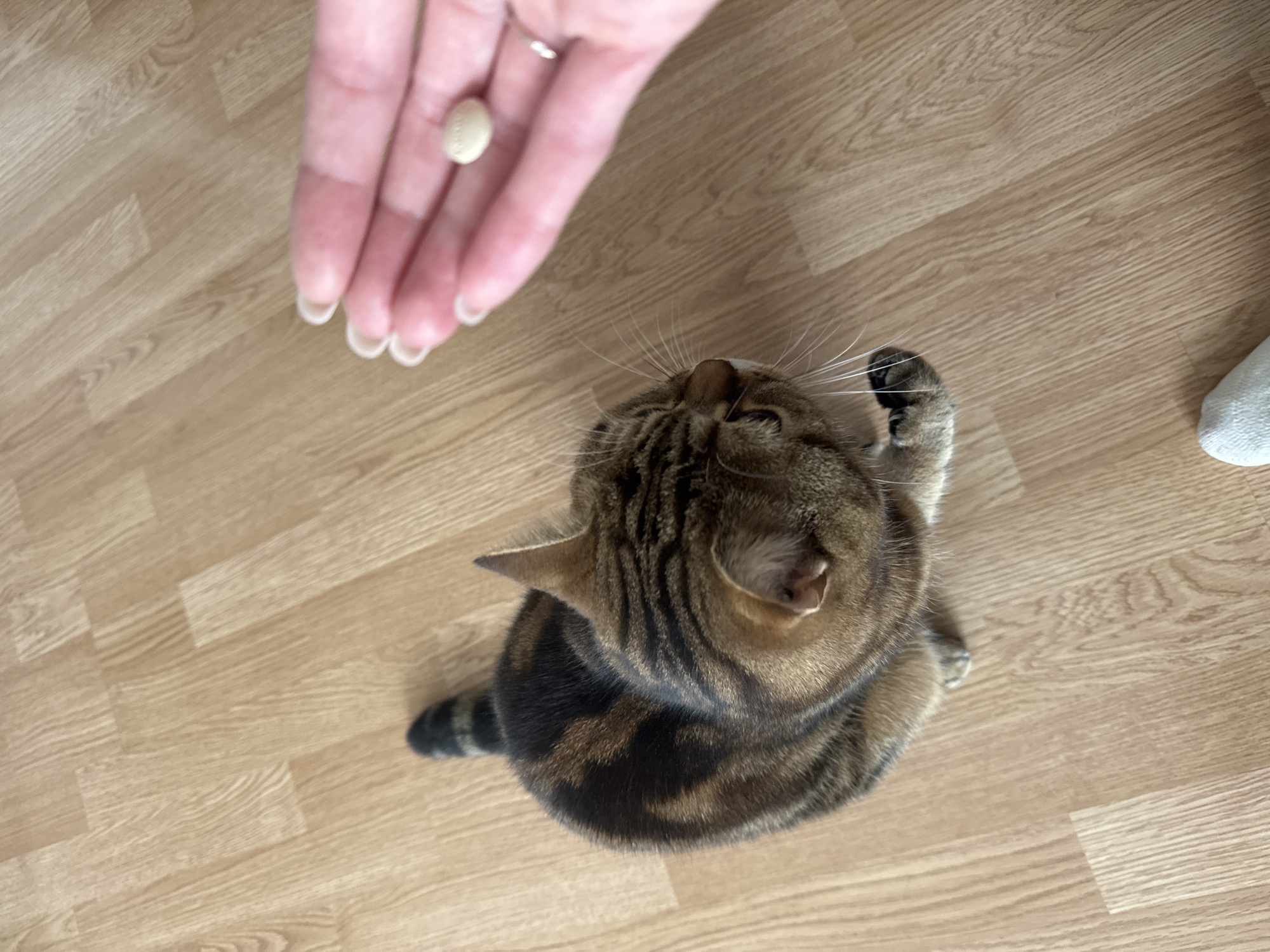 The scene is set indoors on a light-colored wooden floor with distinct grain patterns, located in the city of Chaikovsky, Russia. A domestic cat, exhibiting brown and black tabby markings, is positioned on the floor in the lower-left to central portion of the frame. The cat's head is turned upwards and to the right, facing a human hand. Its right front paw is slightly lifted. A human hand, displaying manicured fingernails with white tips and a silver ring on the ring finger, extends from the right side of the frame, holding a single, light-colored, oval-shaped pill or treat in its palm. A segment of a human foot, clad in a light-colored sock, is visible in the bottom-left corner of the image. The interaction between the cat and the hand suggests an offering or retrieval of the item.
