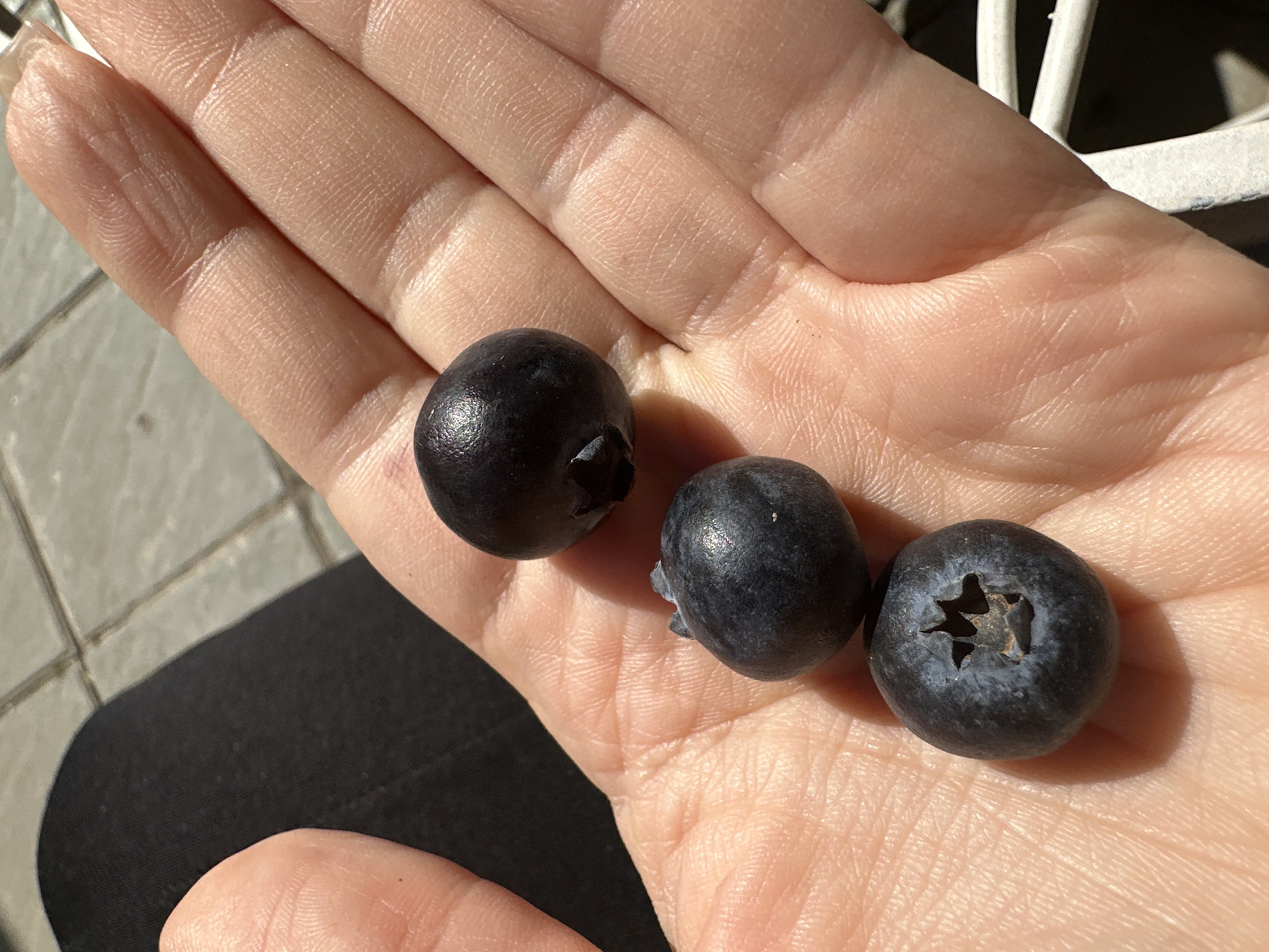 A close-up captures a hand holding three blueberries. The hand's skin has visible texture and lines. The blueberries vary slightly in appearance; one is a deep blue-black, while the other two have a lighter, powdery coating. The environment hints at an outdoor setting with partial view of a tiled surface and what appears to be white, possibly metallic, latticework in the background. There is an ambiguous article of dark clothing in the bottom left corner. There is no verifiable information to indicate the location is in Sofia, Bulgaria.
