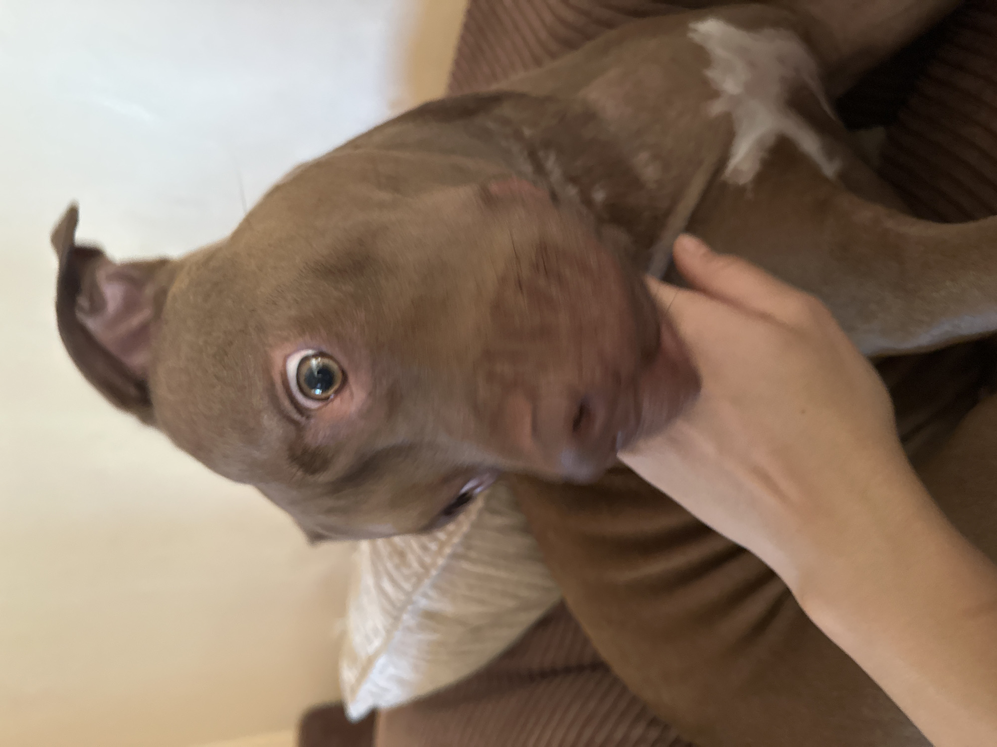 A close-up, blurry, eye-level medium shot captures a brown pit bull dog with white markings on its chest, on a brown couch. The dog is looking directly at the camera with wide, expressive eyes. A human hand is gently holding the dog's mouth. The background consists of a beige wall and a pillow on the couch. The scene is indoors, likely in a residential setting in Malevo, Bulgaria.