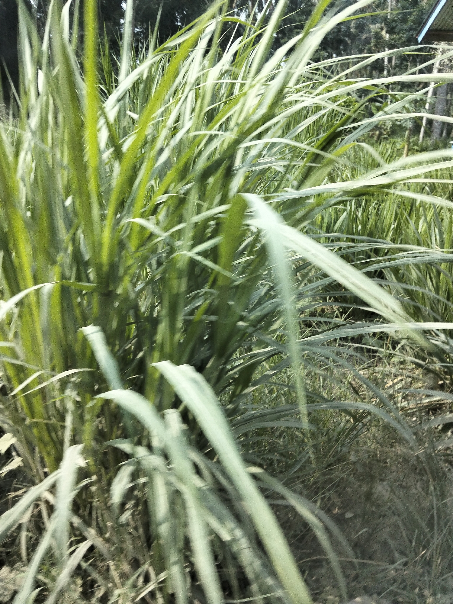 A close-up, motion-blurred shot captures a dense growth of tall, green grass. The grass blades are long and slender, with some appearing lighter green or white due to the lighting. The foreground is dominated by these blades, creating a lush, almost overwhelming visual texture. In the background, the grass continues, interspersed with darker greenery that suggests trees or foliage. The overall impression is of a natural, untamed environment. The image is located in Teupinreudeup, Indonesia.