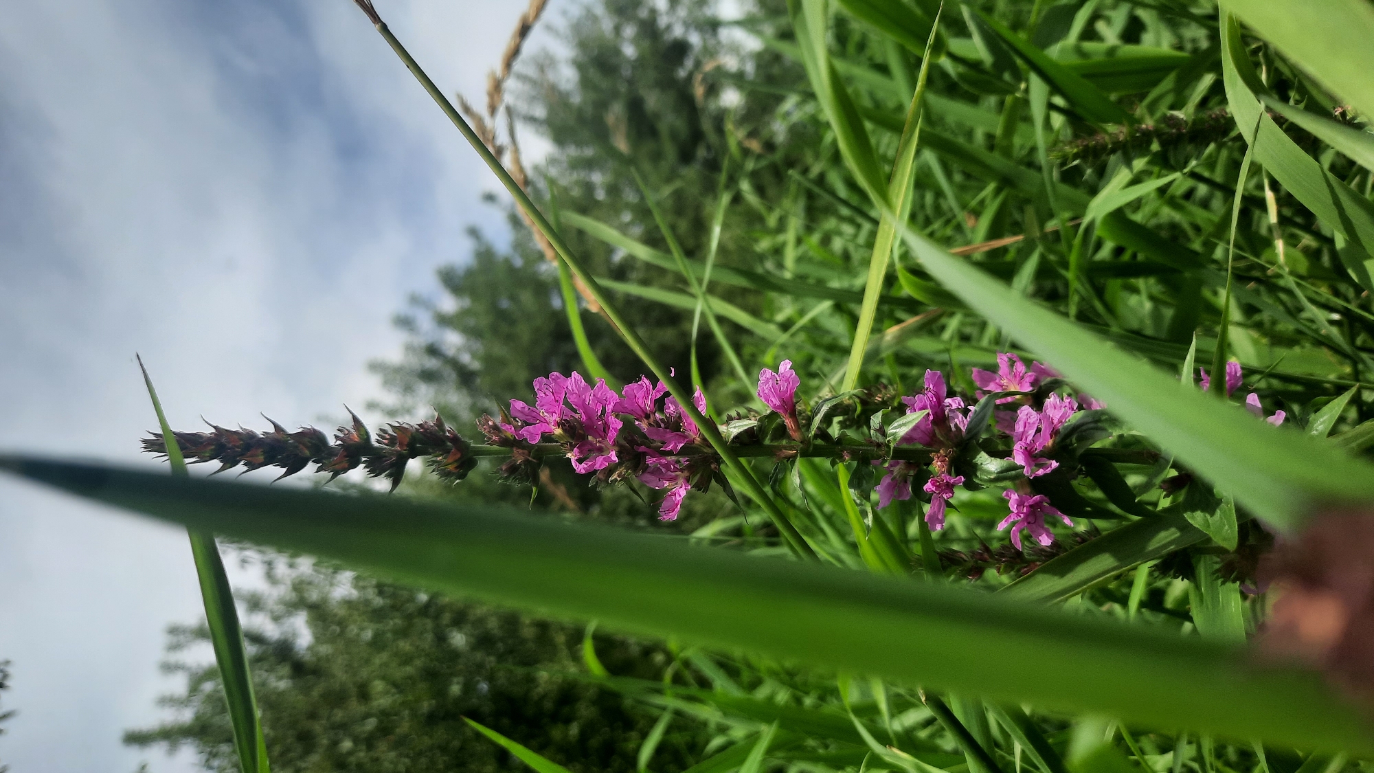 A low-angle, medium shot captures a tall, slender purple flower stalk as the primary subject. The flower stalk, with its spiky appearance, is positioned slightly off-center to the left, with vibrant pinkish-purple flowers blooming in clusters along its upper section. The foreground is dominated by the out-of-focus blades of tall green grass, some of which partially obscure the flower stalk, creating a layered effect. In the background, out-of-focus green foliage and trees suggest a natural environment, possibly a field or meadow. The sky above is partly cloudy, with a mix of white clouds against a blue backdrop. The image was taken outdoors in a natural setting, likely in a rural or park area within or on the outskirts of the city of Shklow, Belarus, given the type of vegetation and sky. No people or animals are visible in the frame.