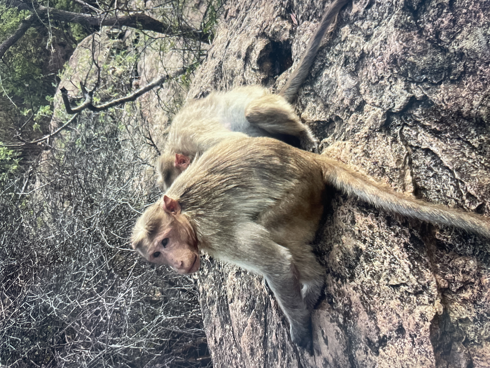 Two monkeys are positioned on a rocky surface. One monkey is larger and lighter brown in color. The second monkey is lighter in color and smaller, positioned on top of the larger monkey. The setting appears to be outdoors with foliage visible to the left. Based on the provided location, this scene may be from a natural area within or near Perumbakkam, India.