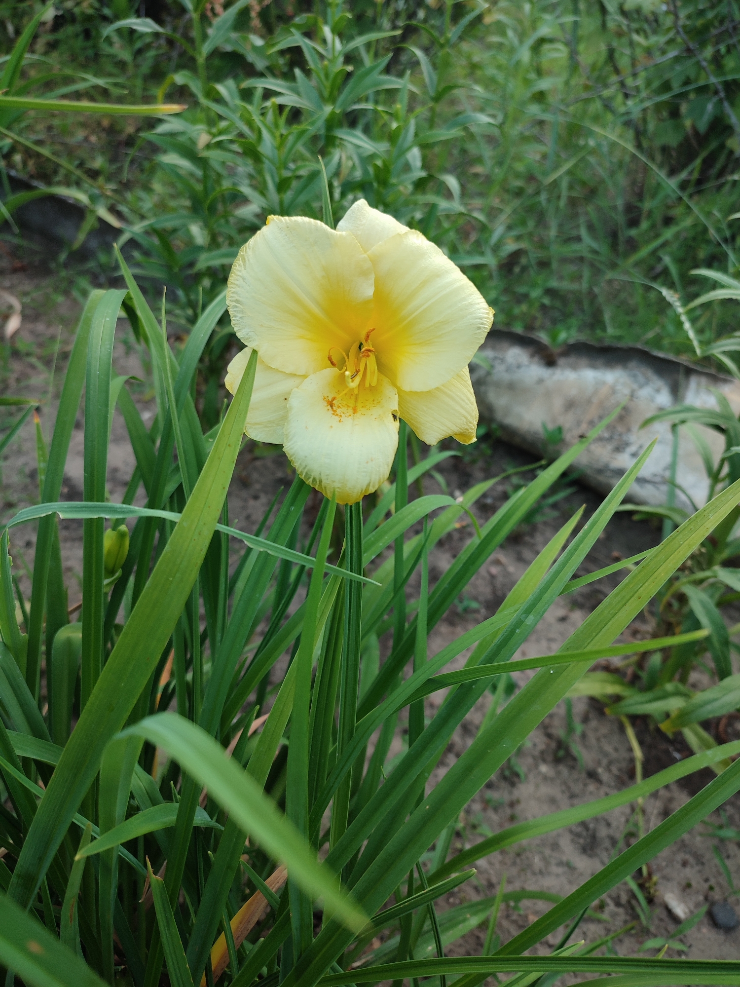 This media file depicts a close-up view of a single, pale yellow daylily bloom. The flower is in focus and prominently positioned in the center of the frame, surrounded by lush green foliage. The daylily has delicate, ruffled petals and a distinct, darker yellow throat with visible stamens. Surrounding the bloom are long, slender green leaves, some of which are slightly blurred, creating a sense of depth. In the background, the scene transitions to a more out-of-focus area with more greenery, soil, and a large, light-colored object that appears to be a log or a rock covered in a rough texture. The overall impression is of a natural outdoor setting, likely a garden or a wild area. The lighting suggests it is daytime, possibly overcast or late afternoon, as there are no harsh shadows. The image conveys a sense of tranquility and the natural beauty of a blooming flower. No people, text, or specific events are visible. The location context provided is Narowlya, Belarus.