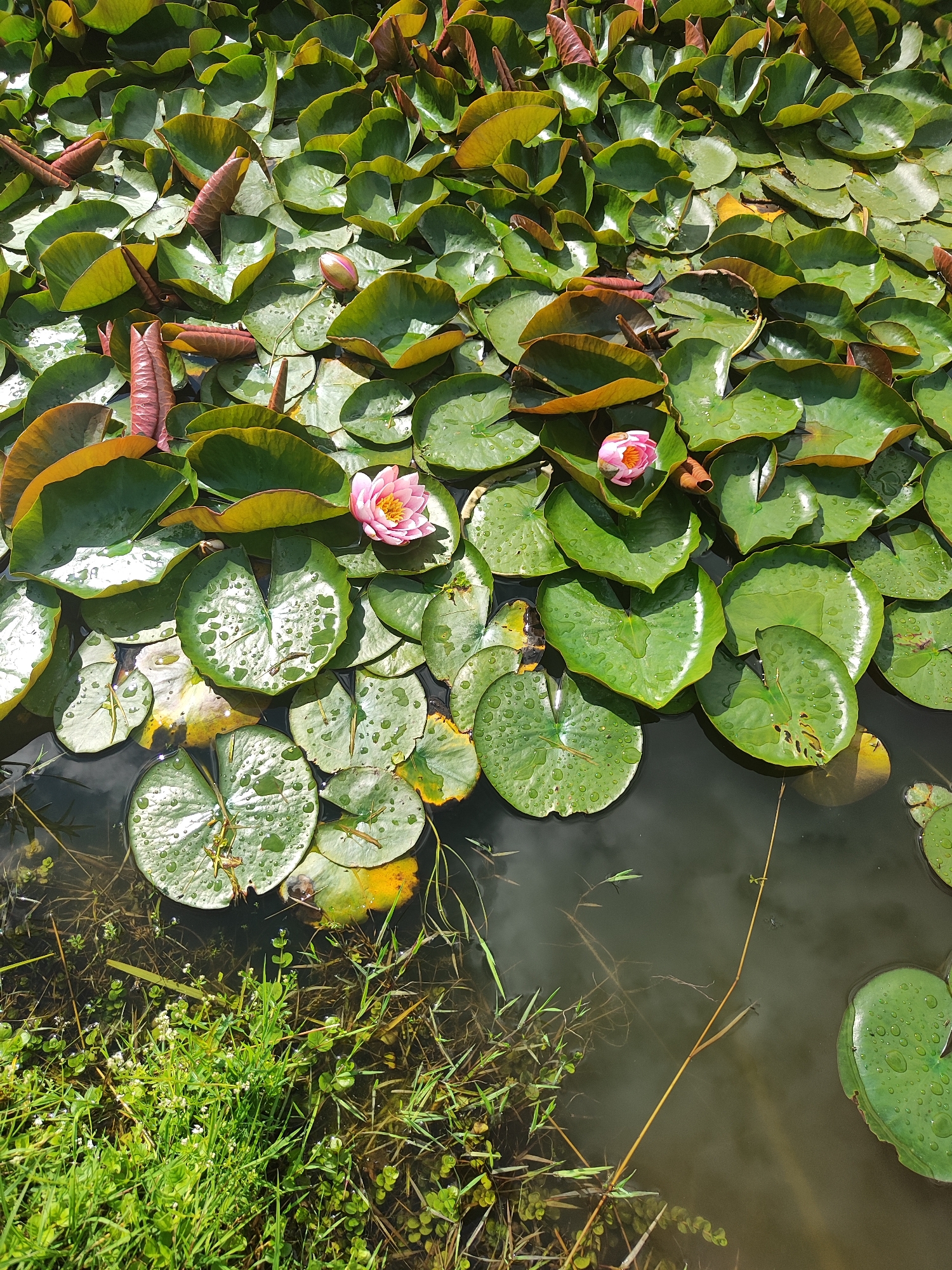 The image shows a pond filled with lily pads in Laskino, Russia. Two pink water lilies are in bloom amidst the lush green lily pads. The water is dark and still, reflecting the overcast sky. The edges of the pond are lined with tall green grass and reeds. The scene is peaceful and serene, typical of a natural pond in a rural setting.