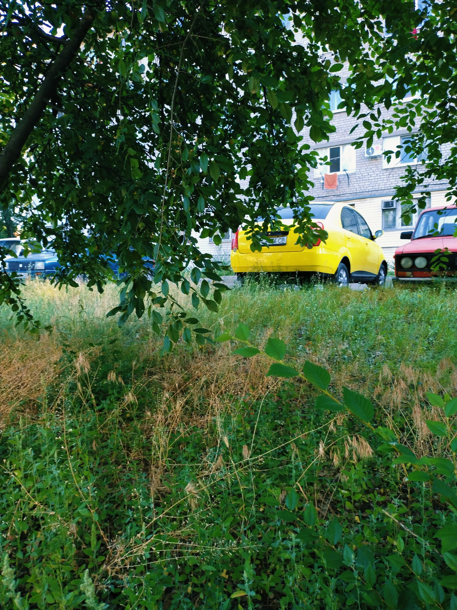 The image captures a side view of two cars parked in front of a building. A bright yellow sedan is parked to the left, facing right. To its right, a red car is partially visible, also facing right. Both cars are situated on a grassy area, with tall, dry grass and green foliage surrounding them. In the background, a multi-story building with white brick siding and numerous windows is visible. The upper portion of the image is dominated by the dark green leaves and branches of a tree, which partially obscure the view of the sky and the upper floors of the building. The scene appears to be an outdoor parking area in a residential or urban setting, likely in the city of Horishni Plavni, Ukraine, given the context of the request. There are no people visible in the image, and no explicit actions or interactions are depicted. The overall impression is one of a quiet, ordinary day.