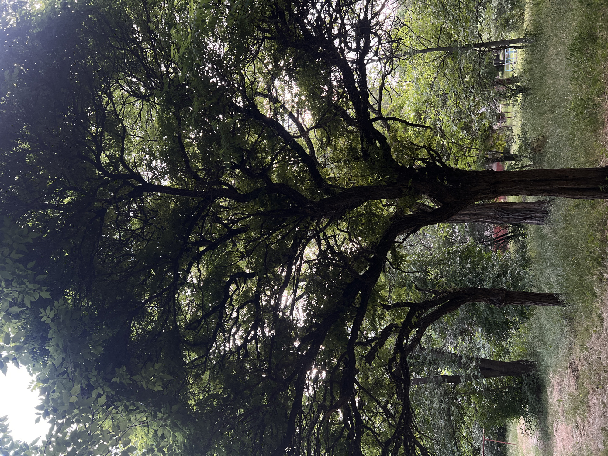 A wide-angle shot captures a dense canopy of green leaves and intricate tree branches that dominate the upper half of the frame. Sunlight filters through the foliage, creating a dappled effect and illuminating parts of the sky and background. The lower portion of the image shows the trunks of several trees, with a thick undergrowth of tall, dry grass and some sparse patches of earth. In the background, more trees and greenery are visible, suggesting a park or wooded area. A hint of distant structures, possibly part of a park or playground, can be discerned, but their details are obscured by the foliage and distance. The scene is natural and appears to be an outdoor environment.