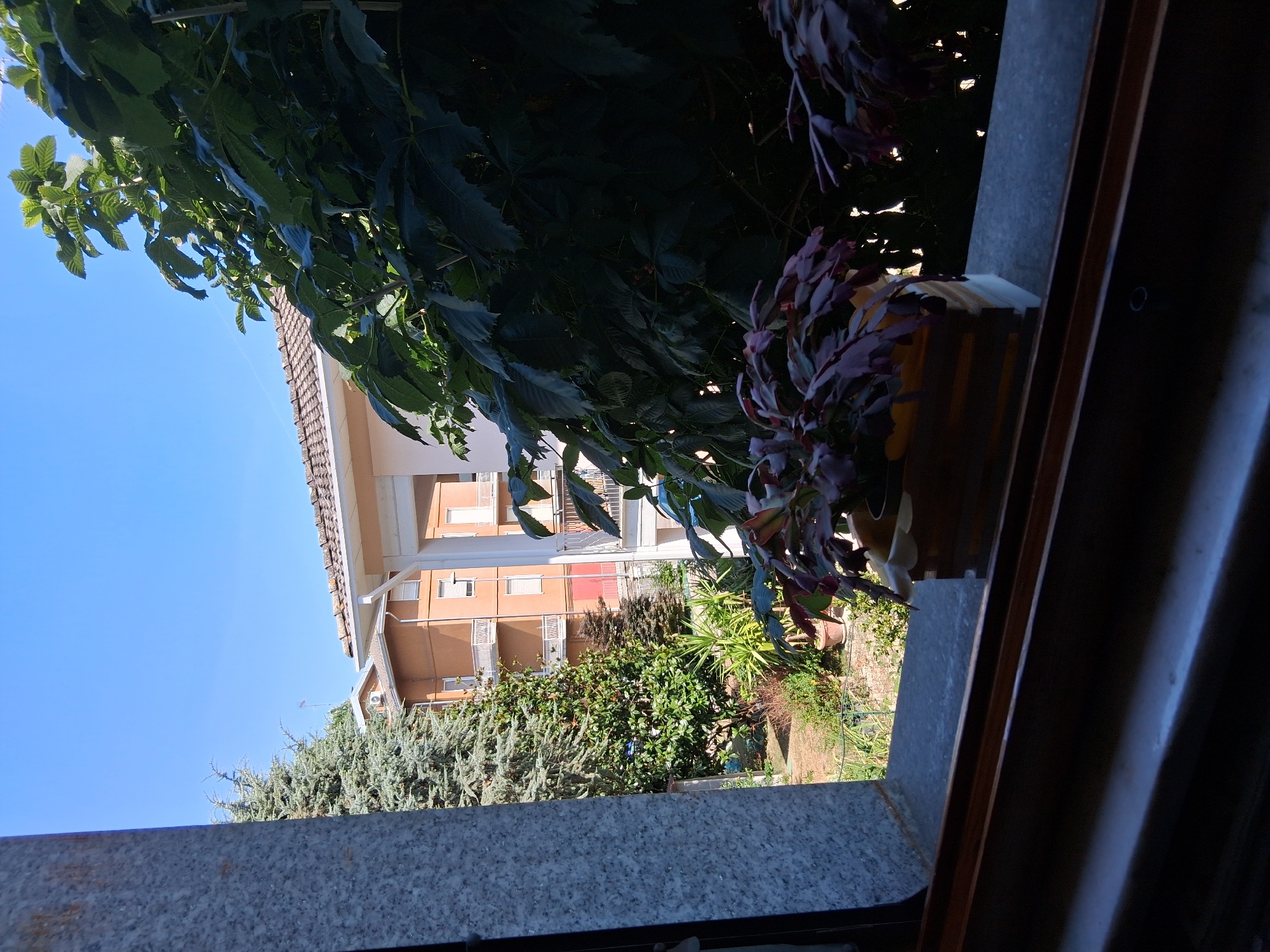 A wide-angle, slightly low-angle shot captures a sunlit outdoor scene viewed through a window. In the foreground, a wooden planter containing a plant with dark purple, segmented leaves sits on a textured grey windowsill. The windowsill extends to the left, showing a grey speckled pillar. Beyond the windowsill, a garden with various plants and trees is visible. In the middle ground, two buildings with orange and peach facades and white balconies are situated. The building on the left is taller with multiple floors, while the one on the right is partially obscured by dense green foliage. The background is dominated by a clear blue sky, suggesting a sunny day. The location is identified as Colorno, Italy.