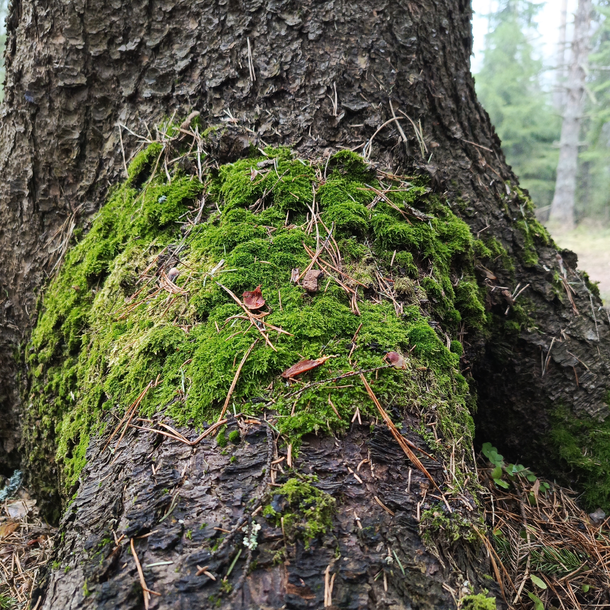 The image shows the base of a tree trunk covered in bright green moss. The tree's bark is rough and textured, with some fallen pine needles scattered on the moss and at the base of the tree. The location is Przykamye, Russia. The background suggests a forest setting with other trees visible in the distance.