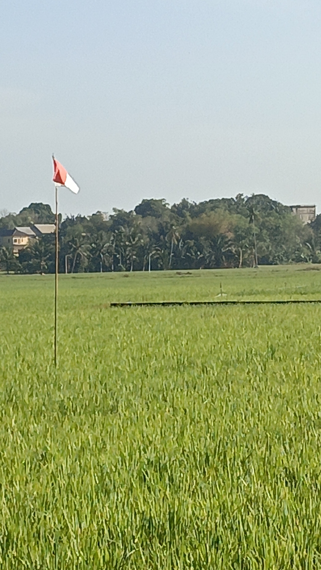 A red and white flag flies from a thin pole in a lush green rice paddy. The flag is positioned to the left of the frame, with the red portion at the top and the white portion below. Behind the rice paddy, a dense line of trees forms a natural backdrop. Within the trees, a two-story house with a light-colored facade and a dark roof is visible on the left side. On the right side, a portion of a taller, weathered building can be seen peeking through the foliage. The sky above is clear and pale blue. A horizontal dark line, possibly a narrow path or irrigation channel, is visible in the middle ground of the rice paddy, running horizontally across the image. The scene appears to be an outdoor agricultural landscape in Batarang, Indonesia.