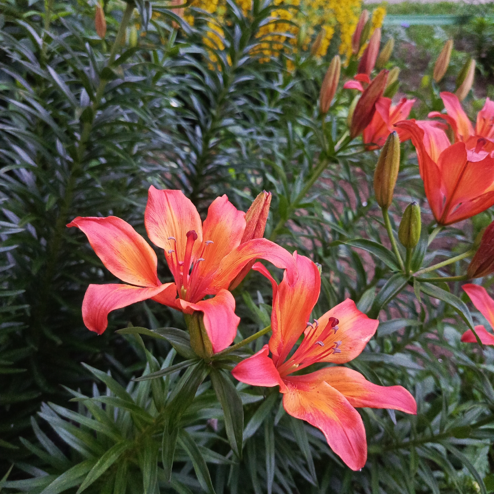 In a garden setting in Марковский, Russia, two bright orange and pink lilies are in full bloom, their petals unfurled and vibrant against a backdrop of lush green foliage. The lilies are the primary subjects of the image, with their delicate stamen and pistils clearly visible. The background is a blur of green leaves and some yellow flowers, suggesting a well-maintained garden. The overall impression is one of natural beauty and tranquility.