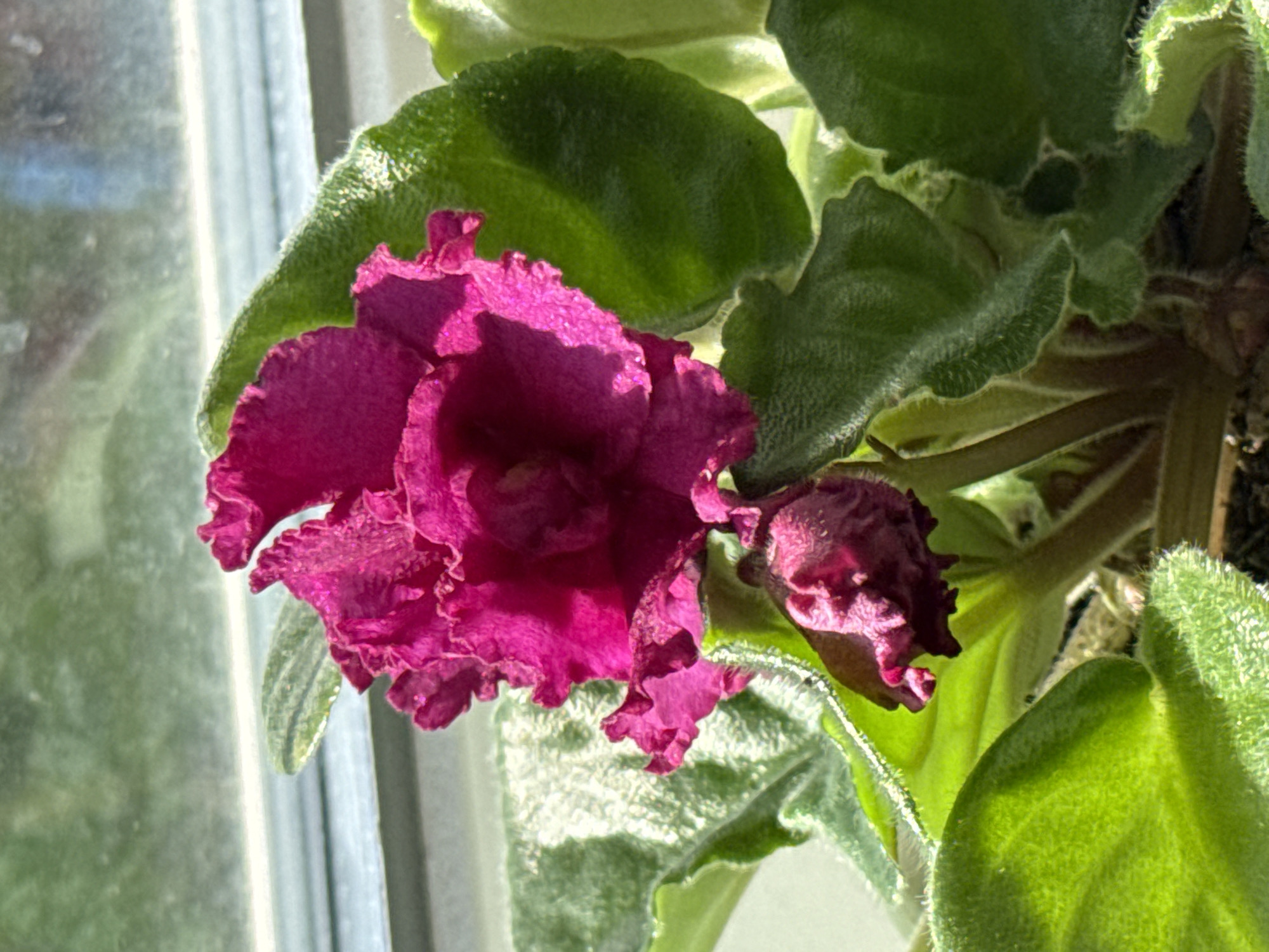An extreme close-up shot focuses on a vibrant fuchsia African violet in bloom, positioned in front of a window. The flower's petals are ruffled and layered, with a delicate sheen highlighting their textured surface. To the left of the main bloom, a tightly closed bud of the same fuchsia color is visible, its surface covered in fine hairs. The African violet's leaves are a deep green with a velvety texture and serrated edges. They are broad and rounded, some appearing slightly lighter due to the sunlight filtering through the window. The background consists of the window, which shows a blurry green outdoor environment. The lower portion of the image shows the plant's stem and dark soil, indicating it is potted. The overall lighting suggests a bright, sunny day, with sunlight casting subtle shadows and illuminating the plant. The location is given as Unknown, Unknown.