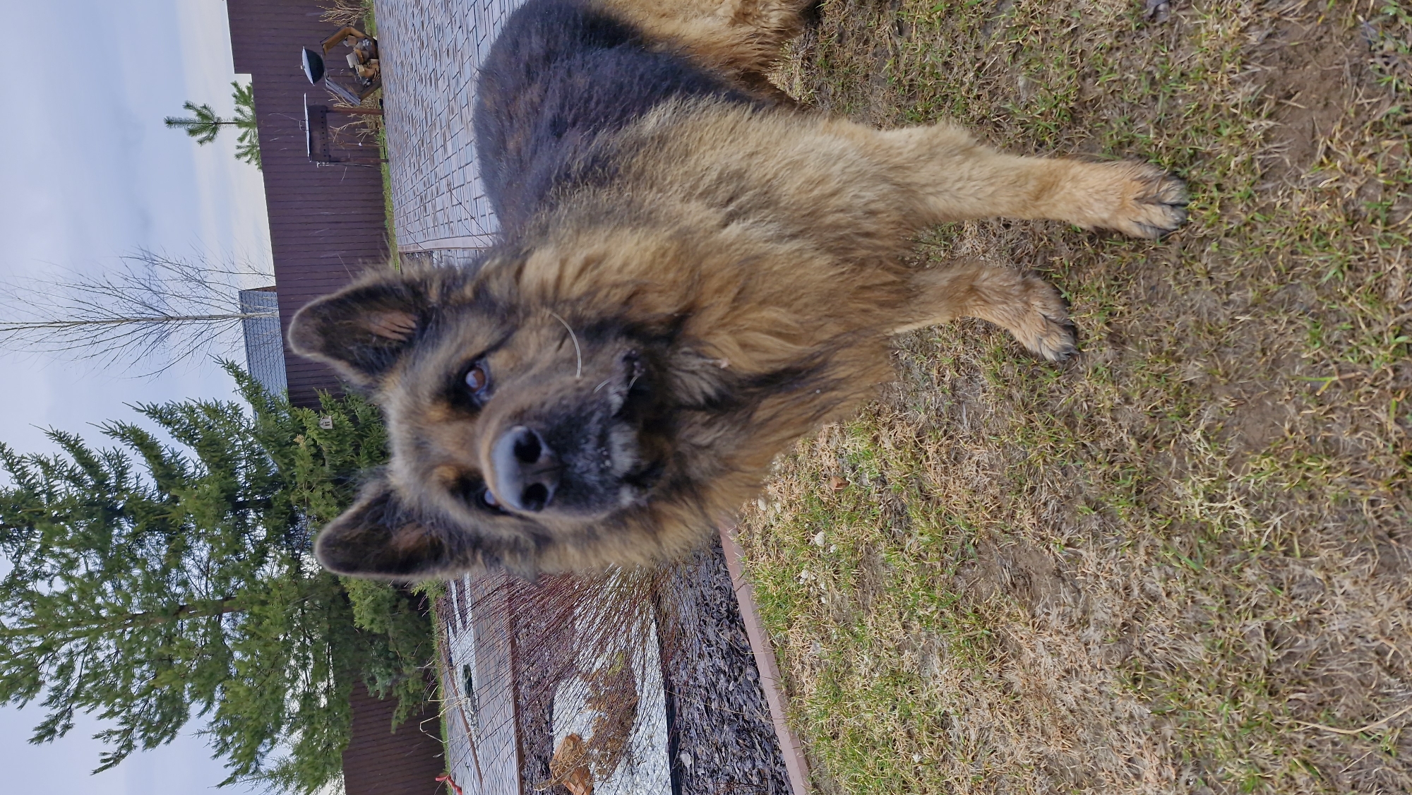 A brown and black long-haired dog is lying on a patch of grass. The dog's head is close to the camera, and it appears to be looking directly at the viewer. Behind the dog, a border of rocks and mulch separates the grass from a stone-paved area. Beyond that, a wooden fence and some trees are visible. The setting appears to be an outdoor area, possibly a yard, in Otchor, Russia. The sky is overcast.