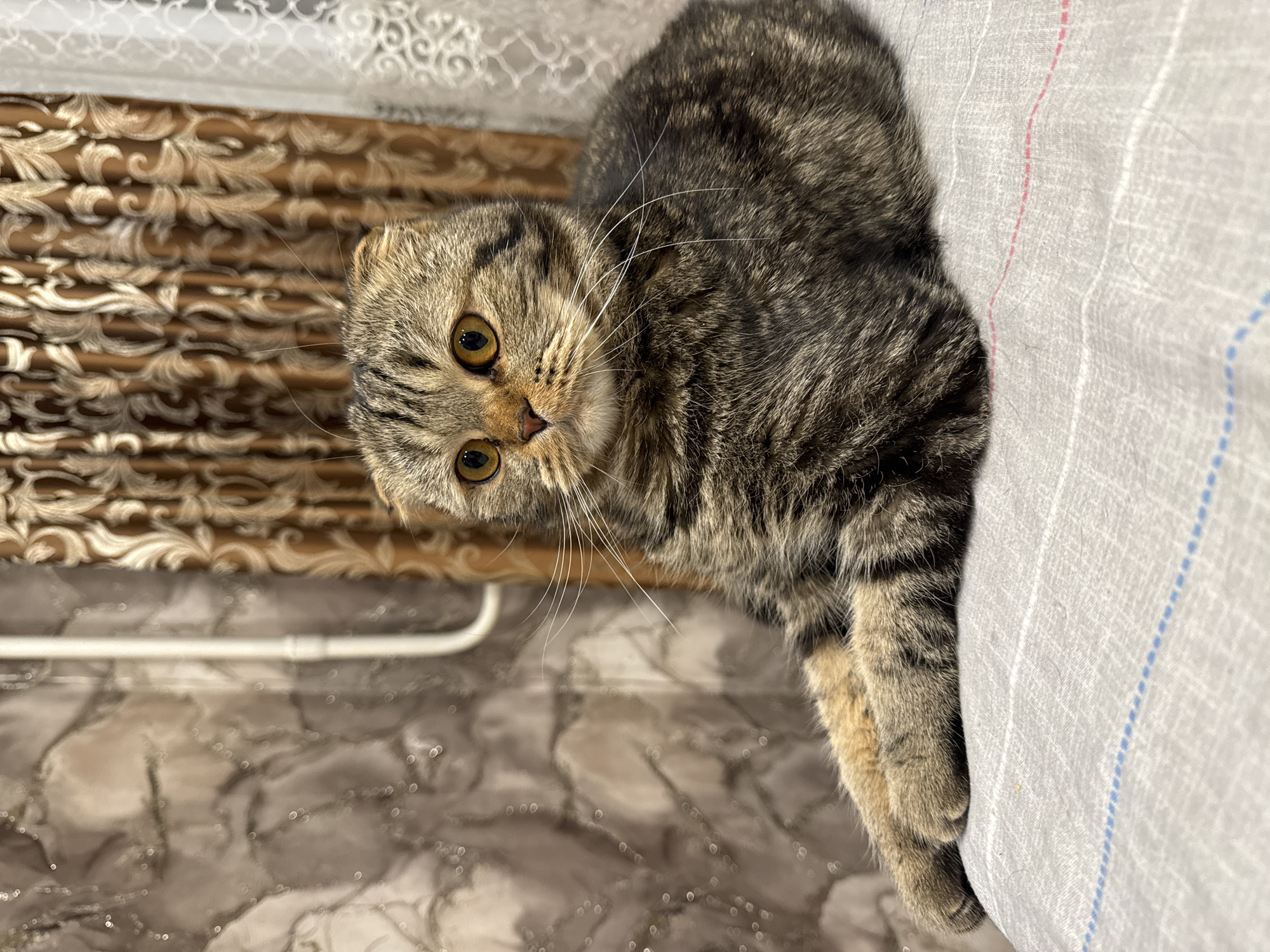 A tabby cat with folded ears is lying on a bed. The cat is facing forward, looking directly at the camera. The bed has a grey and white patterned sheet. Behind the cat, there is a curtain with a brown floral pattern. The floor is covered in a marble-like tile. The scene is likely indoors. There is no evidence to place this photo in Chaikovsky, Russia.