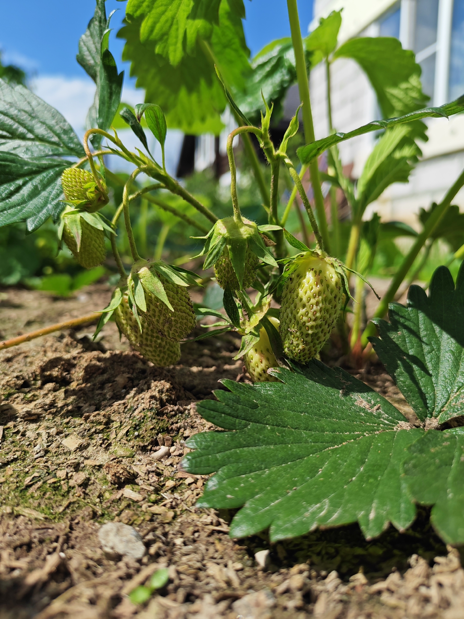The image presents a close-up, low-angle view of a strawberry plant in an outdoor garden setting in Rybolovo, Russia. The primary subjects are several clusters of unripe, green strawberries, still attached to their stems, nestled among abundant, vibrant green strawberry leaves.
The strawberries exhibit a firm, textured surface, characteristic of developing fruit, with visible seeds embedded in their skin. They are surrounded by healthy, broad green leaves, some with serrated edges, and others appearing in various stages of growth. The ground beneath the plants is composed of loose, dark brown soil, interspersed with small pieces of mulch or wood and hints of green moss.
In the blurred background, a light-colored building with windows is partially visible, suggesting a residential or cultivated area. Above the plant and building, a clear blue sky with a few wispy white clouds indicates a bright and sunny day. Strong sunlight creates distinct shadows, particularly on the leaves and the ground. No human activity or visible text is present in the scene, which focuses on the natural growth and potential of the ripening strawberries.