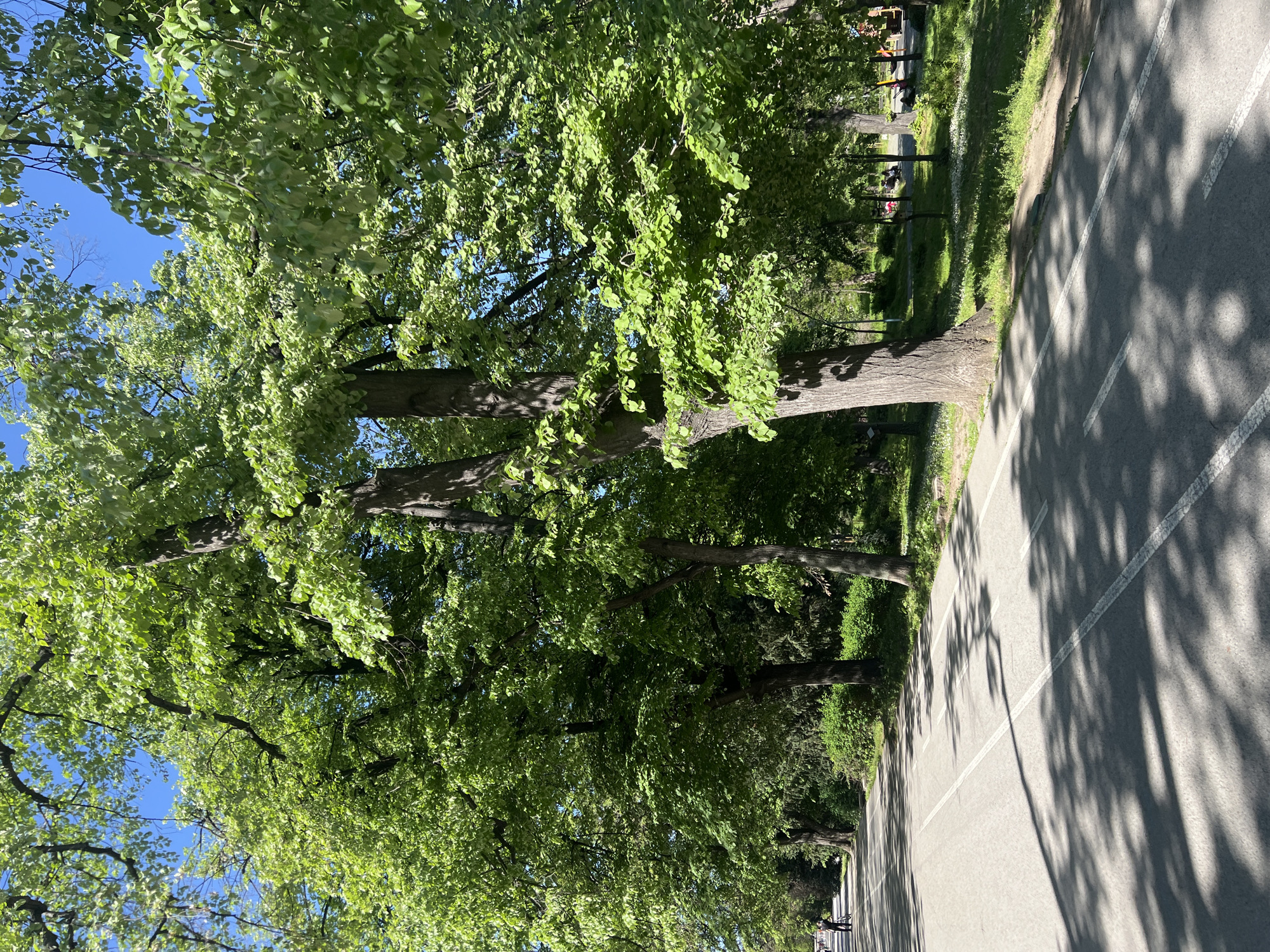 The image shows a tree-lined avenue in Plovdiv, Bulgaria. The trees are large and mature with dense green foliage, casting shadows on the road. The road is asphalt with white lines dividing lanes. The sky is blue and visible through the trees. There are people on the road in the distance. On the other side of the road is a grassy area with occasional trees and benches.