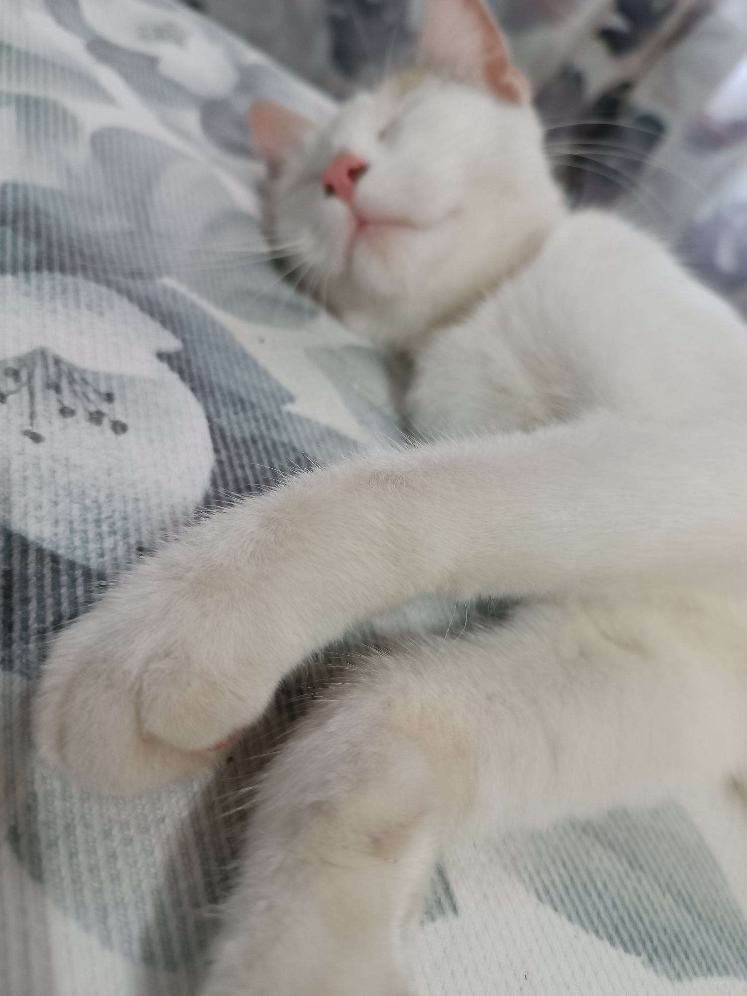 This is a close-up, slightly blurry photograph of a white cat sleeping on a patterned blanket. The cat's eyes are closed, its nose is pink, and its mouth is slightly open, suggesting it is in a deep sleep. One of its front paws is resting across its body, also appearing soft and relaxed. The blanket has a pattern of light gray and white floral or leaf-like shapes. The image appears to have been taken indoors, likely in a home environment. There are no people or other animals visible in the frame. The exact location in the city of Viadana, Italy, cannot be determined from the image itself.