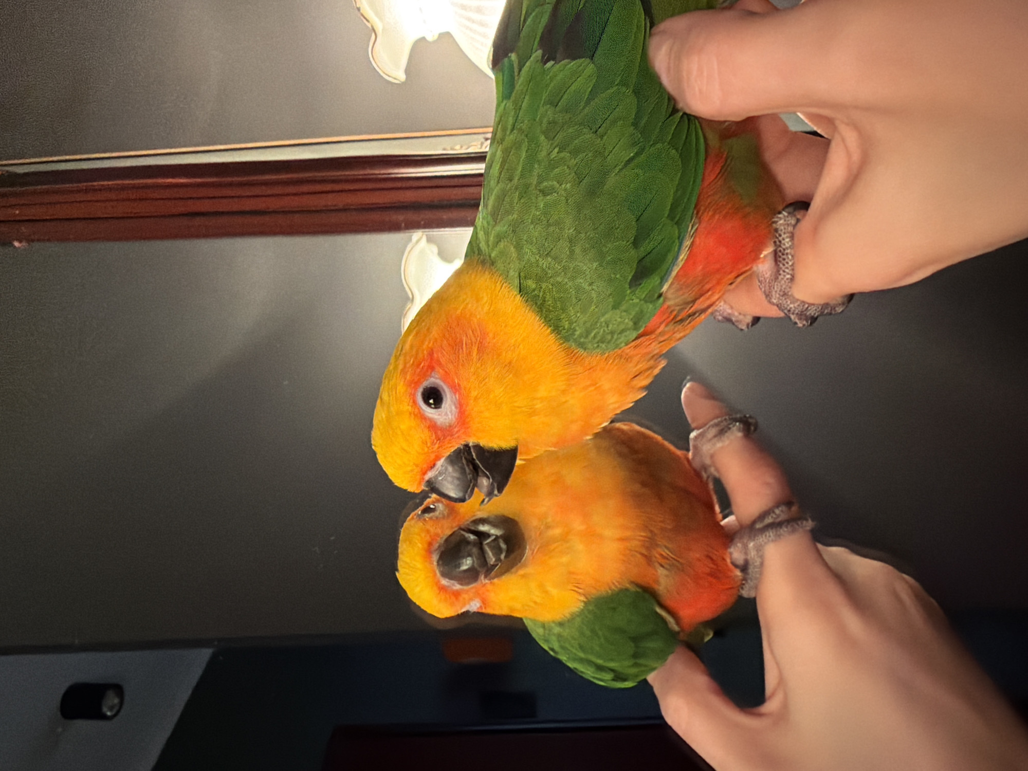 The image shows a Sun Conure parrot being held close to a reflective surface, creating a mirrored image of the bird. The parrot has vibrant orange and yellow plumage on its head and chest, transitioning to green on its back and wings. A person's hand is visible, holding the parrot. The background appears to be a dark, possibly indoor, setting with a light fixture partially visible at the top. There are no indicators to confirm the image's location is in Khimki, Russia.