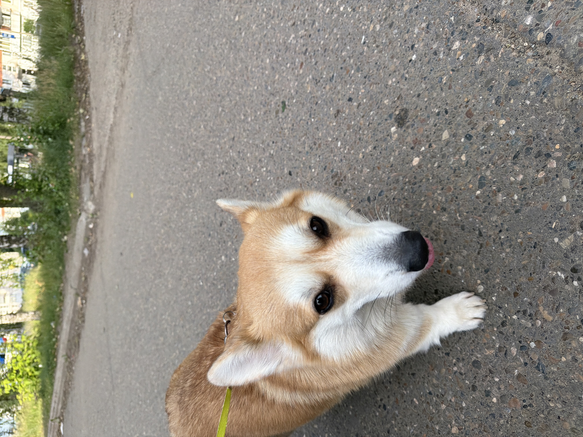 A close-up, eye-level, portrait orientation, outdoor shot captures a Corgi dog walking on a paved surface, possibly a sidewalk or road in Chaikovsky, Russia. The dog, facing the camera with a curious expression, has a tan and white coat and large, dark eyes. Its tongue is slightly visible. A yellow leash is attached to its collar and extends out of frame. The background features a strip of green grass and trees bordering the paved area. Beyond the greenery, buildings can be seen, suggesting an urban or suburban environment. The lighting indicates it is daytime, likely with overcast or diffused sunlight. The composition is dominated by the dog's face and upper body, with the paved ground filling the majority of the frame.