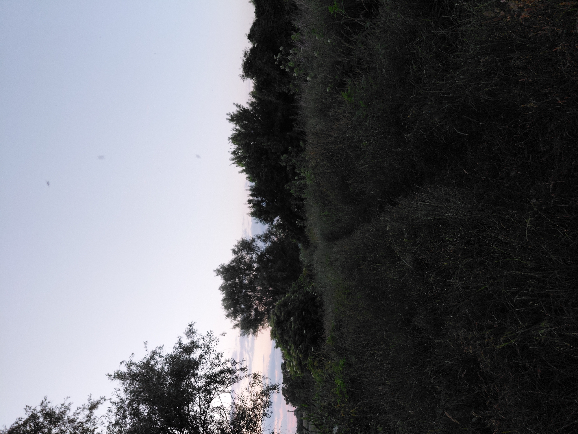 The image depicts a rural outdoor scene at dusk, likely in Ustyvytsia, Ukraine. The foreground is dominated by dense, dark grass and vegetation, with a narrow, overgrown path visible winding through it. In the middle ground, a cluster of trees and bushes forms a dark silhouette against the sky, with one bush exhibiting a lighter, flowering appearance. A larger, more substantial tree stands to the left of this cluster. The background consists of a pale, twilight sky with faint clouds and a few airborne specks. The overall impression is one of natural, undeveloped landscape under fading light.