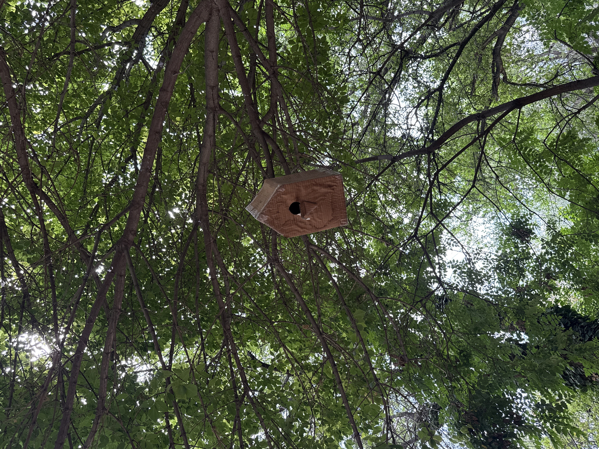The image captures a view looking upwards through the canopy of a leafy tree, likely in Yerevan, Armenia, given the context. A handmade birdhouse, constructed from a light brown material that appears to be cardboard or some form of pressed fiber, is suspended from a branch. The birdhouse is roughly hexagonal in shape with a sloped roof and a circular entrance hole. Sunlight filters through the dense green foliage, creating dappled light and shadow patterns across the scene. Tree branches, varying in thickness, crisscross the frame, supporting the leaves and the birdhouse. The overall impression is one of a natural outdoor setting within an urban environment.