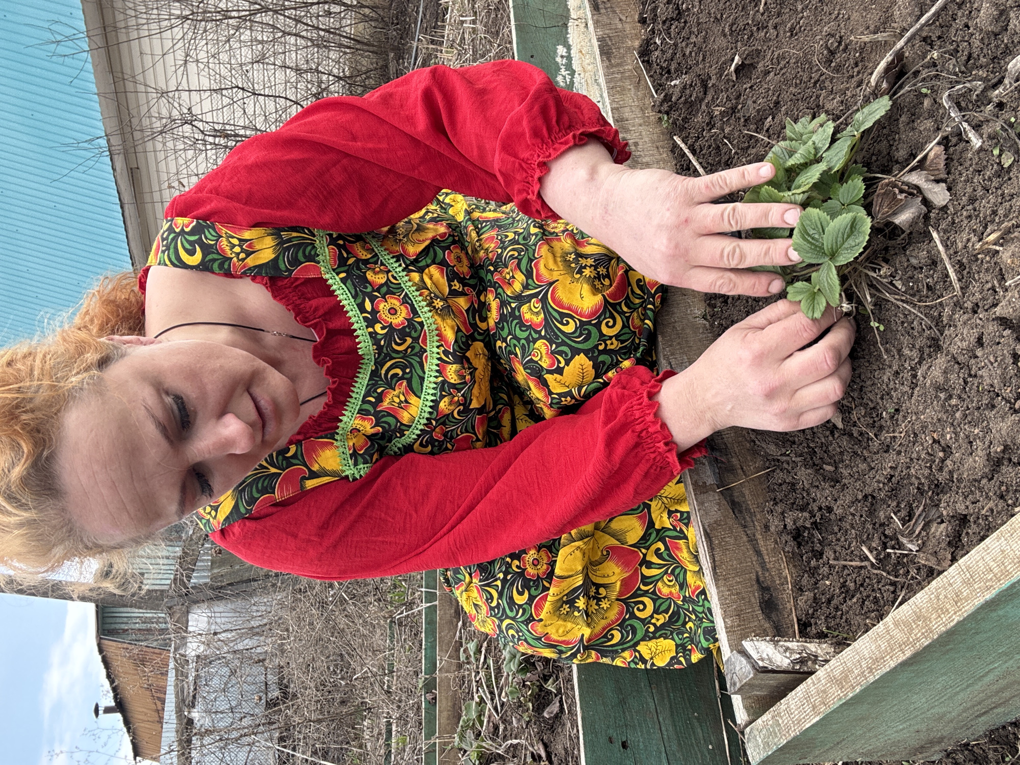 The image depicts a woman in a traditional Russian dress tending to a plant in a raised garden bed. The woman has light skin and curly hair, and she is wearing a dress with red sleeves and a colorful floral pattern. She is kneeling by the garden bed, her hands gently touching the leaves of a small green plant. The garden bed is made of wood and filled with dark soil. In the background, there are houses, trees, and a glimpse of the sky. The image was likely taken in a garden setting in Chaikovsky, Russia.