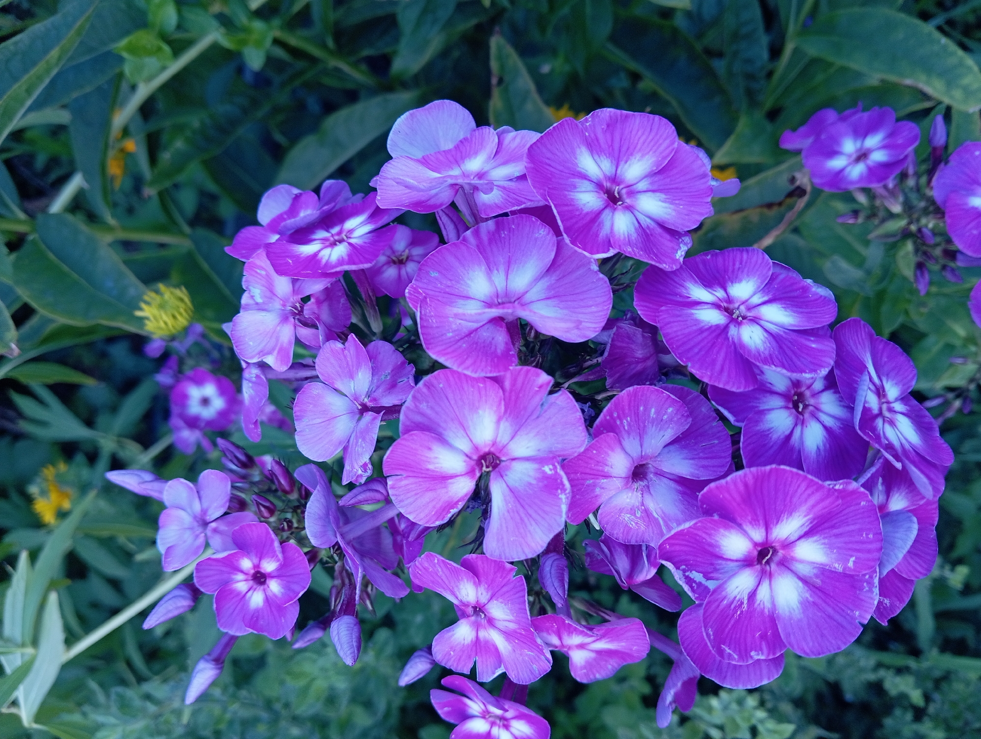 The image is a close-up, top-down view of a cluster of purple phlox flowers in bloom. The flowers have five petals each, with a white star-shaped marking in the center of each bloom. The petals are slightly translucent, with visible veins. Some flowers are fully open, while others are still in bud. The background is a blur of green foliage, with a hint of a yellow flower in the upper portion of the image. The lighting suggests an outdoor setting, likely during daylight hours. There are no people, animals, or man-made structures visible in the image. The scene is a natural botanical setting, possibly a garden. The provided information states the location is Nitra, Slovakia, but this cannot be visually confirmed from the image itself.