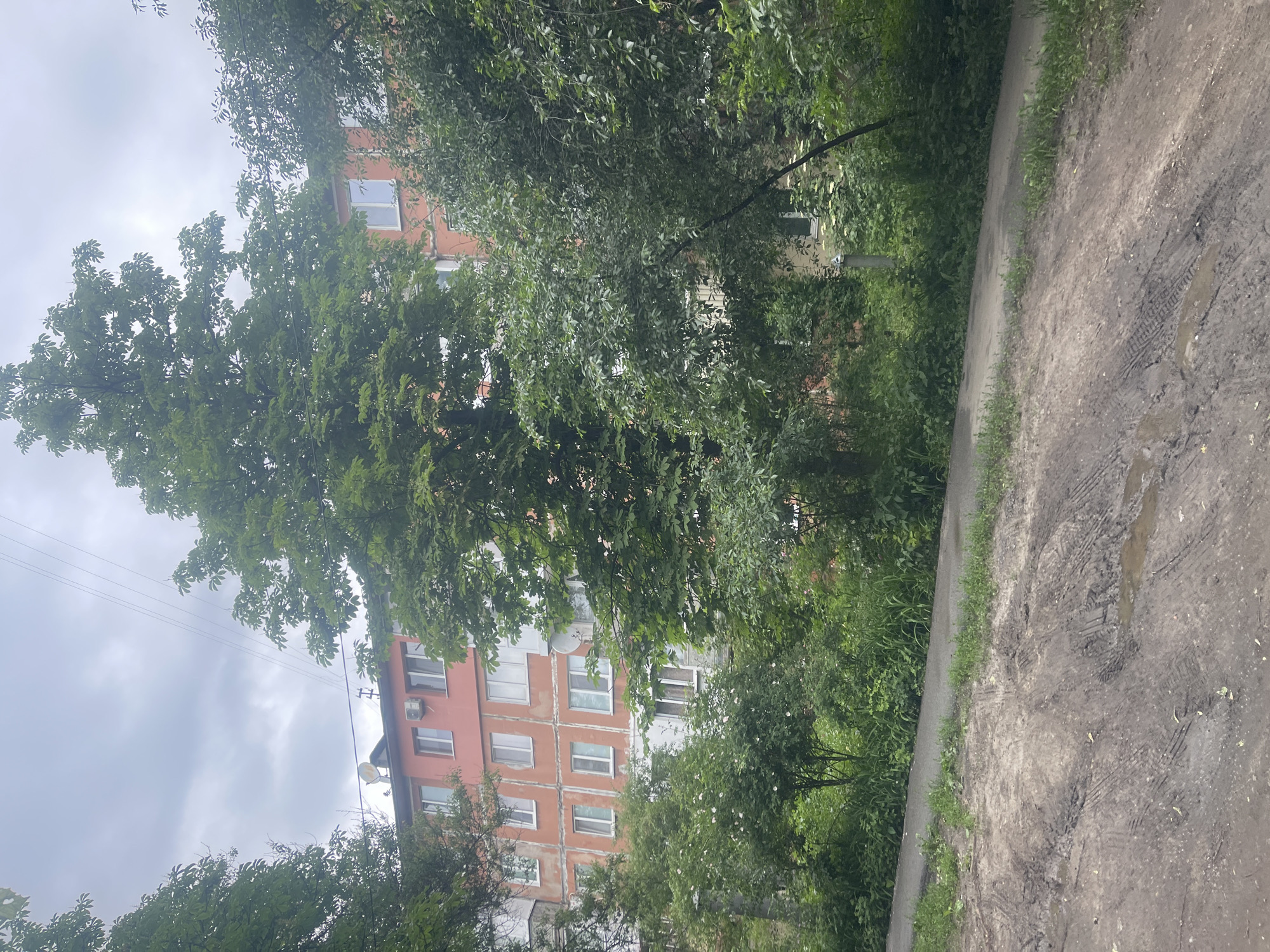 The image captures an outdoor urban or suburban scene, likely in Poltava, Ukraine, on an overcast day. The view is dominated by lush green foliage from numerous trees and bushes, which partially obscure a residential building in the background.
To the left, a multi-story apartment block is visible. It features a facade with alternating sections of an orange-salmon color and lighter, possibly grey or white, areas. Multiple windows with white frames are apparent, along with a satellite dish and an air conditioning unit mounted on its exterior. Utility lines are seen against the cloudy sky above and near the building. The building's architecture and visible wear, such as some peeling plasterwork, suggest an older structure.
The right side of the image features a dirt or unpaved path. It displays distinct tire tracks and small muddy puddles or damp spots, indicating recent precipitation or wet ground. Patches of green grass grow along the edges of the path.
No people are visible, and no specific activities are taking place, presenting a static, everyday environment. The dense, fully leafed trees suggest the season is either late spring or summer. The sky is uniformly cloudy, contributing to a muted light. No visible text is present within the image.