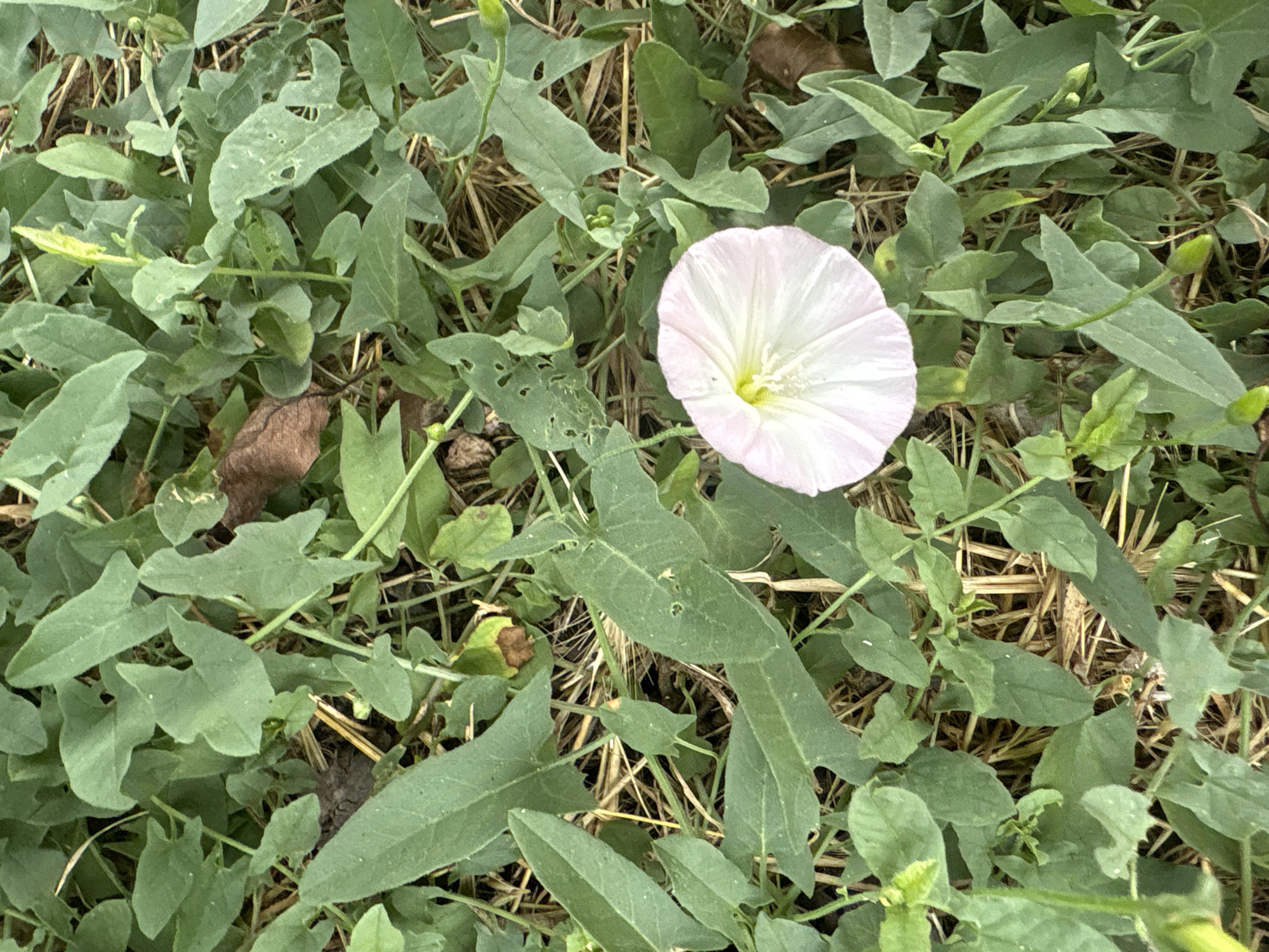 This is an aerial, eye-level, close-up shot of a small, light pink, trumpet-shaped flower with a yellow center, blooming amidst dense green foliage. The flower is located in the lower right quadrant of the image. The surrounding vegetation consists of numerous heart-shaped leaves and some dry, straw-like material on the ground. There are also a few green buds visible amongst the leaves. The scene appears to be an outdoor environment. The location is Georgiyevsk, Russia.