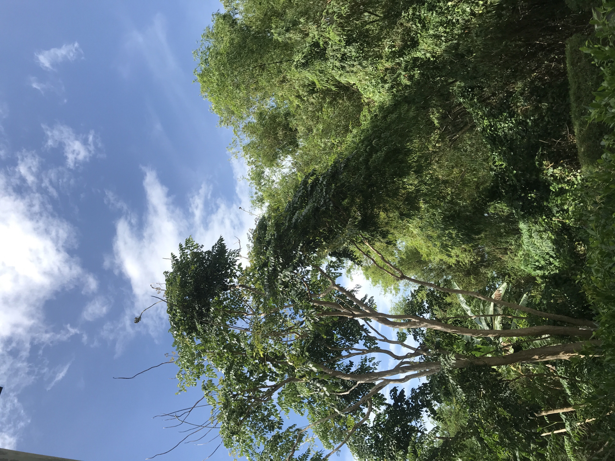 The image is a vertically oriented photograph of a sky scene with trees, possibly taken in Baan Chaweng Noi, Thailand. A blue sky with scattered white clouds is visible. The lower portion of the image contains trees with green leaves and brown branches. The trees form a canopy-like structure. Other green vegetation is present in the background.