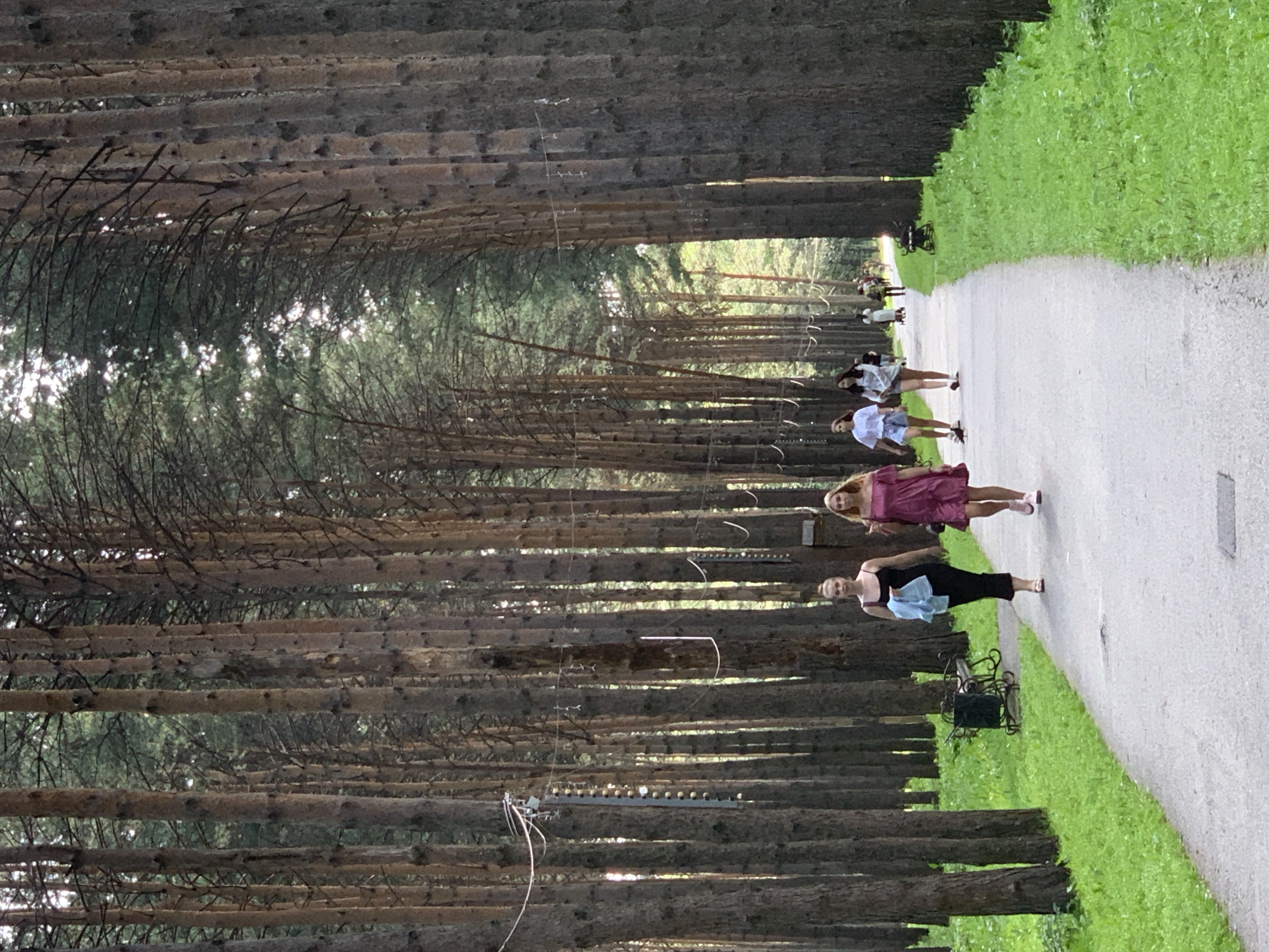 The image depicts a paved pathway through a dense forest of tall, slender pine trees. The pathway is lined with vibrant green grass on the left and right sides. Several people are walking along the pathway. In the foreground, two young women are walking towards the viewer. The woman on the left is wearing a black dress and carrying a light blue jacket over her arm. The woman on the right is wearing a short, pink, off-the-shoulder dress and pink sneakers. Further down the path, other individuals and a small group can be seen walking in the same direction. Strings with decorative lights are strung between some of the trees. On the left side of the path, near the foreground, there is a dark-colored trash receptacle and a decorative metal bench. The overall scene suggests a park or recreational area within a forested environment.