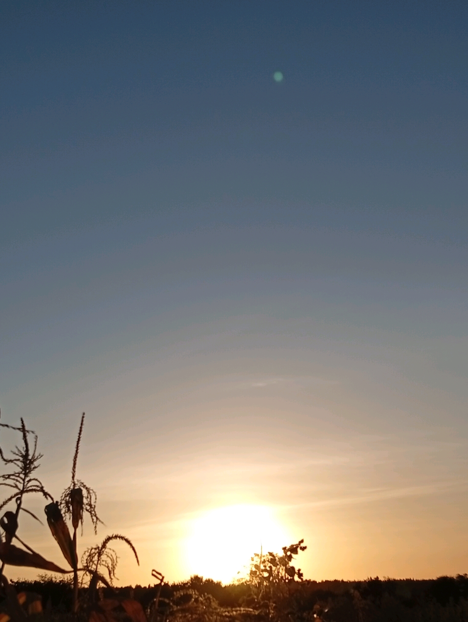 The image is a photograph of a sunset over a rural landscape, likely a field of crops. The sun is low on the horizon, casting a warm, golden light across the scene. The sky is a gradient of deep blue at the top, transitioning to a pale yellow and orange near the horizon. Silhouettes of plants, possibly corn stalks, are visible in the foreground, their dry leaves and stalks adding texture to the image. The background consists of a dark line of trees or vegetation, also silhouetted against the bright sky. A small, blurry green or light blue object is visible in the upper portion of the sky. The overall impression is one of a peaceful and serene natural setting at the end of the day.