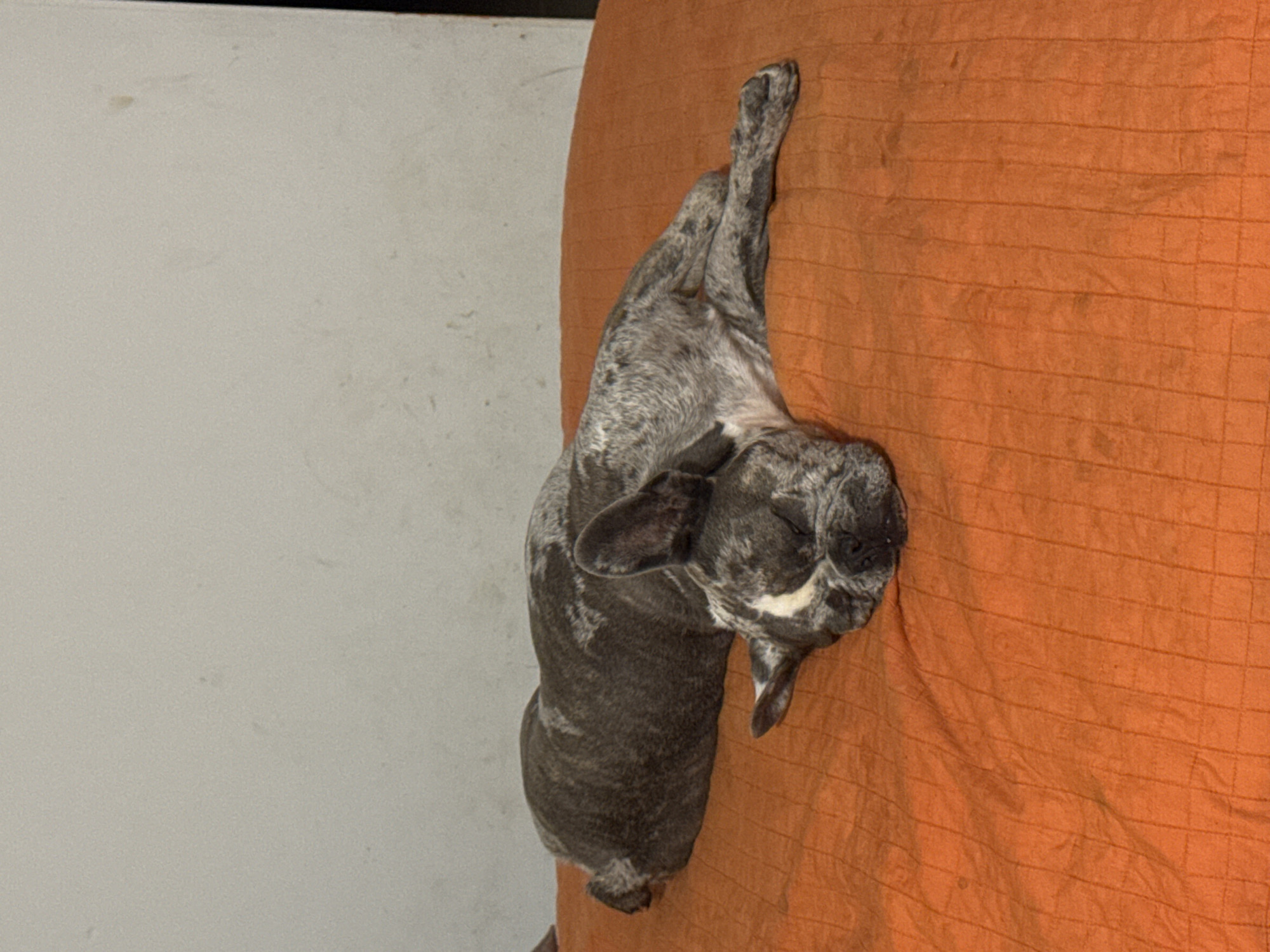 A brindle French Bulldog is sleeping on an orange, textured surface. The dog is lying on its side with its head resting on its paws and its eyes closed. Its coat is a mix of grey, black, and white markings. The background is a plain, light-colored wall. The scene appears to be indoors, possibly in a home.