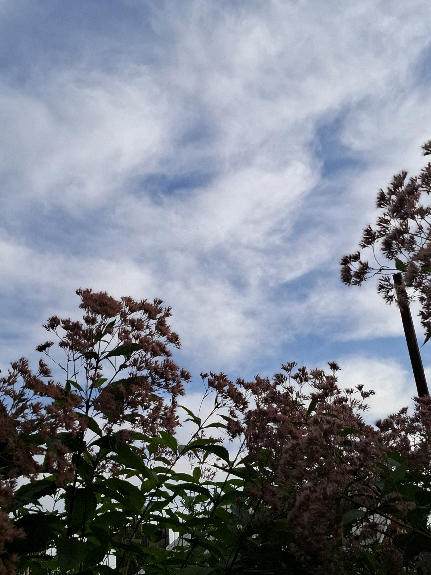 The image depicts a low-angle view of flowering plants against a cloudy blue sky. The plants are characterized by their numerous small, fluffy, pinkish-brown blooms and green leaves. In the background, wispy white clouds are scattered across the sky, with patches of blue visible. A dark, slender pole or post is visible on the right side of the image, partially obscured by the foliage. The scene appears to be outdoors, possibly in a garden or natural setting, given the presence of plants and the open sky. The setting is not specifically identifiable as being in the city of Tyumen, Russia, based solely on the visual information provided.