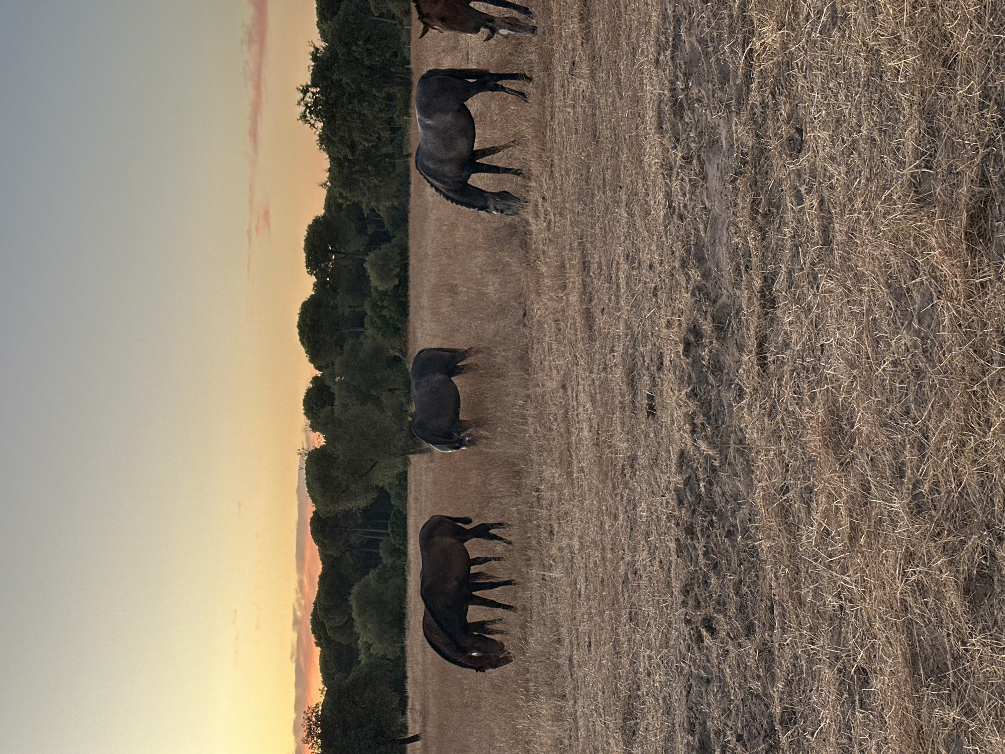 A herd of six horses graze in a dry, grassy field under a warm, gradient sunset sky. The horses are scattered across the field, with two dark horses standing close together on the left, three horses in the middle and right-middle sections, and one reddish-brown horse visible on the far right. They are all in various stages of grazing, with their heads down. The field is covered in dry, light brown grass and stubble, suggesting a rural or agricultural setting. In the background, a dense line of dark green trees forms a natural border against the horizon. The sky above transitions from a pale blue at the top to soft orange and pink hues near the horizon, indicative of sunset. The scene is serene and natural.