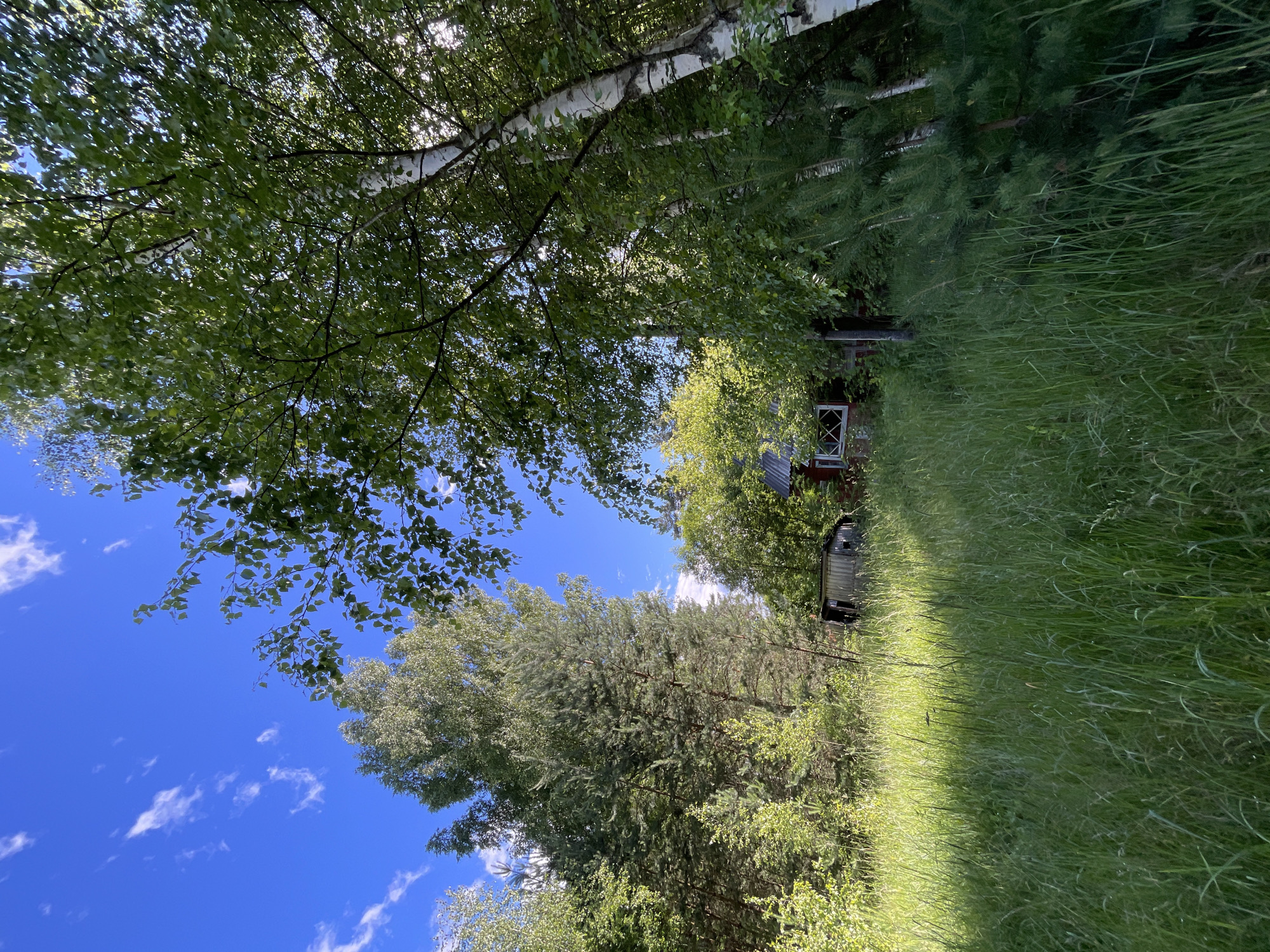 The image depicts a sun-drenched natural scene in Заречный, Russia. A bright blue sky dotted with fluffy white clouds serves as the backdrop for lush green trees and tall grasses. Sunlight filters through the leaves, casting dappled shadows on the ground and illuminating the verdant landscape.
In the mid-ground, a small, rustic red wooden structure with white-trimmed windows is partially obscured by the surrounding foliage. This building appears to be part of a rural setting, perhaps a small cabin or shed. The overall impression is one of peaceful solitude and natural beauty, suggesting a warm, clear day, likely during the summer months. The scene evokes a sense of tranquility and rustic charm. No people are visible in the image.