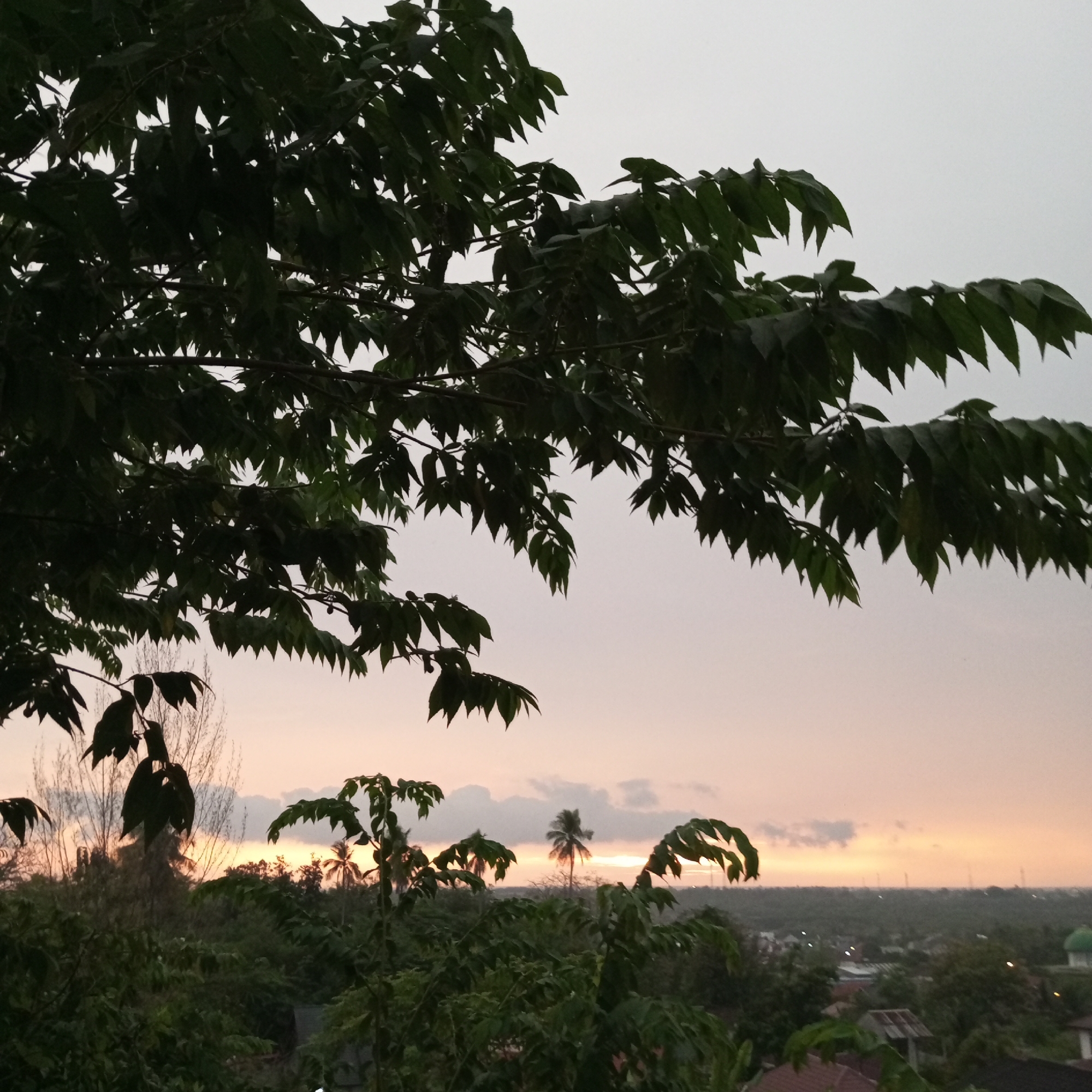 A sunset view over a residential area in Lhokseumawe, Indonesia, is captured from a slightly elevated position. In the foreground, the dark silhouettes of lush green tree branches and leaves frame the scene. The branches extend from the top and left of the image, with some leaves obscuring parts of the sky and background.
The middle ground is dominated by a dense expanse of trees and vegetation, indicating a natural landscape within or bordering the urban area. A few small buildings with terracotta roofs are partially visible through the foliage, suggesting residential structures.
The background features a hazy horizon where the sky meets the distant landscape. The sky itself displays the soft hues of a sunset, with a pale pink and orange glow spreading across the upper portion. Scattered, dark clouds are present in the sky, particularly above the horizon. A few tall, slender structures, possibly communication towers, are faintly visible on the horizon. To the far right, a distinct green dome, likely part of a mosque or religious building, stands out against the muted colors of the town. A solitary palm tree is also visible in the middle distance, adding to the tropical ambiance. The overall impression is one of a tranquil evening in a coastal Indonesian city.