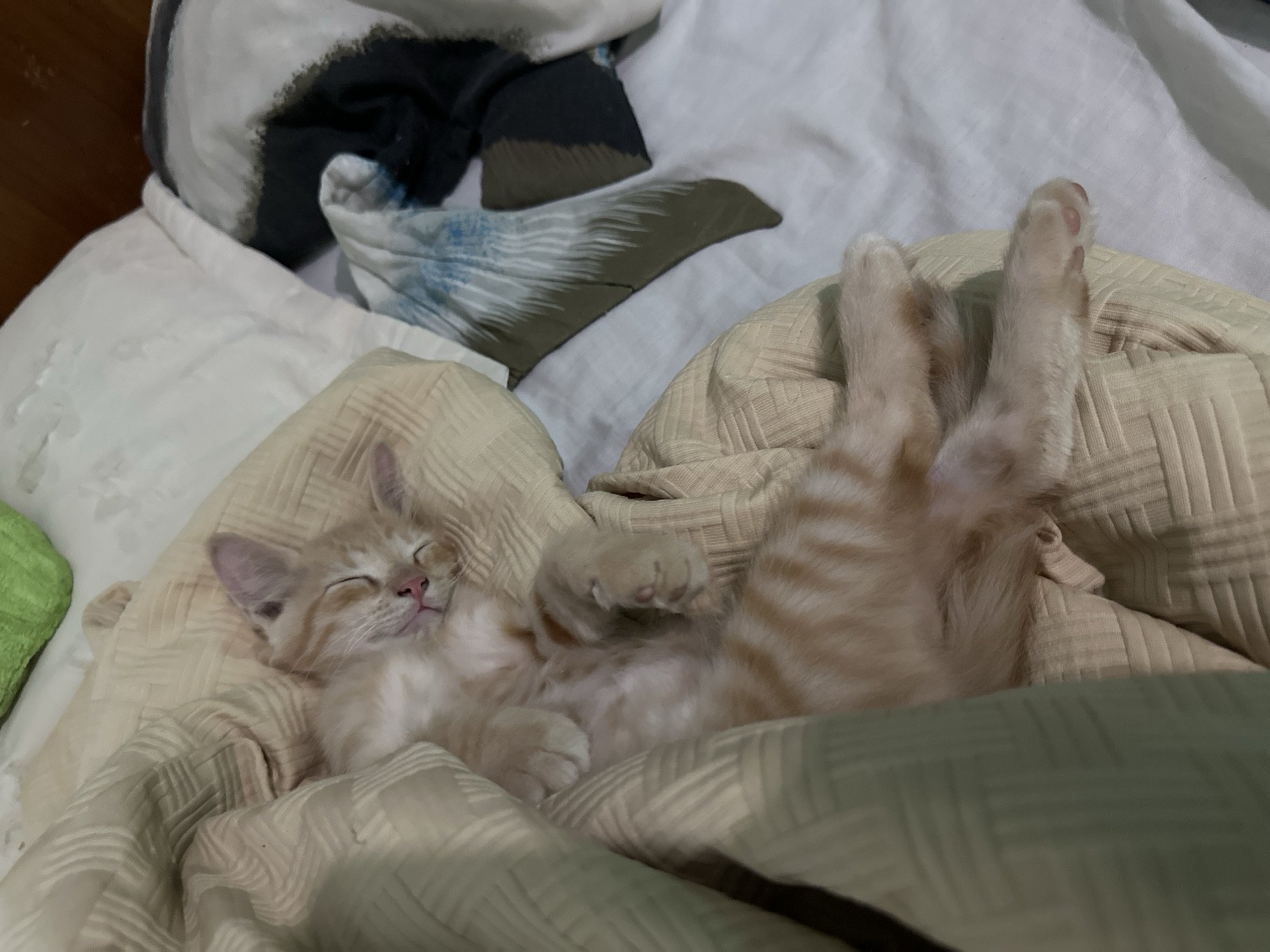 The image displays a young, orange tabby cat sleeping soundly on its back, partially covered by a textured, light beige blanket. The cat's eyes are closed, its pink nose is visible, and it has white fur on its belly and chest. Distinct tabby stripes are discernible on its legs and face. Its paws are relaxed, with pink toe pads visible on the exposed paws. The cat is resting on a white sheet, while the blanket features a repeating square or checkered pattern. In the background, to the upper right, a white pillow and crumpled articles of clothing, including a dark garment with white or light blue streaks and another piece of white and blue patterned fabric, are present. A green object, possibly another pillow or cushion, is partially visible in the upper left background, and a section of dark wooden furniture is discernible in the upper right. The scene is consistent with an indoor domestic setting, likely a bedroom. The specific location in the city of Sabana de Guacuco, Venezuela, cannot be determined from the visual information provided in the image.