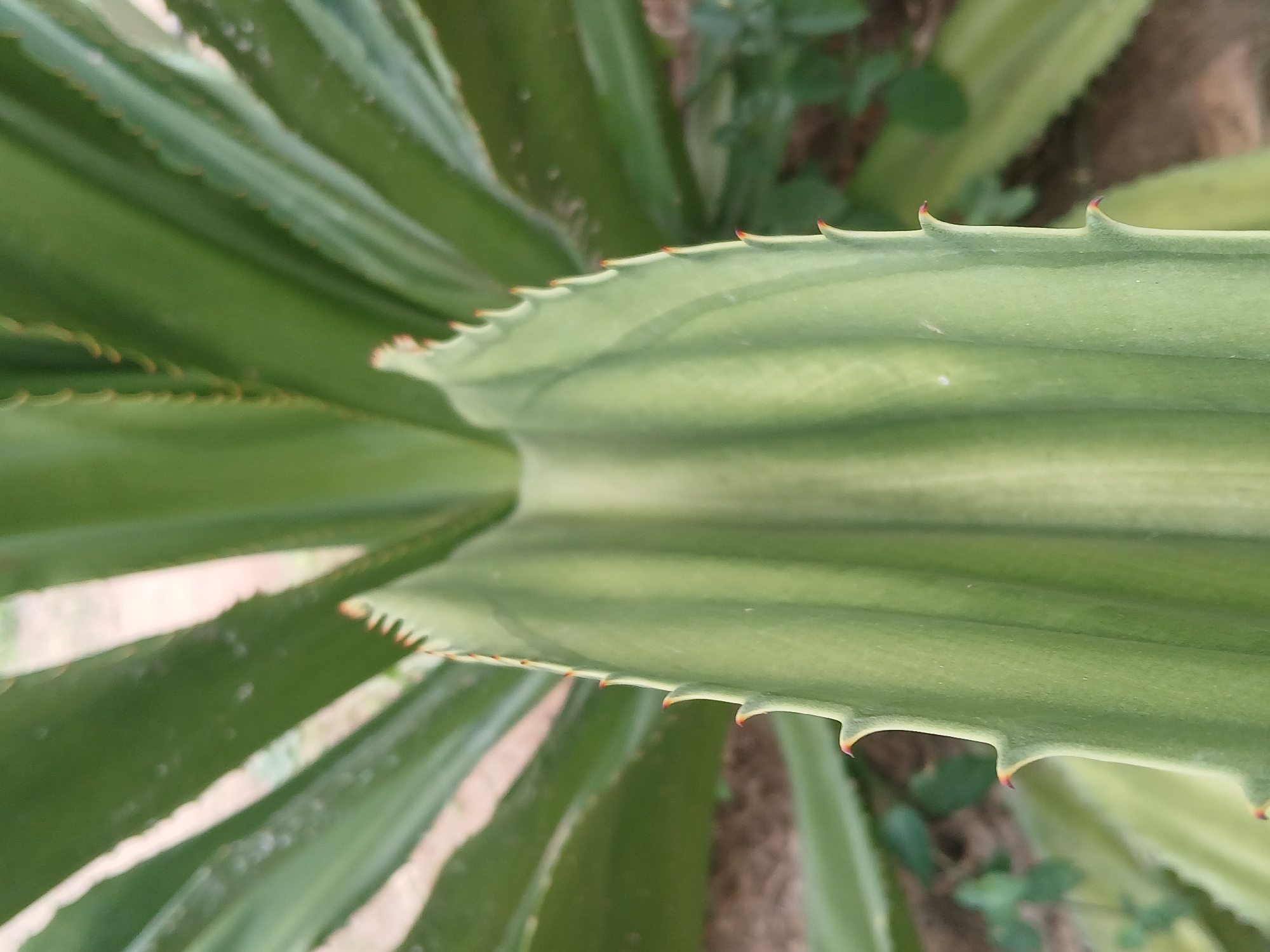 The image shows a close-up of an agave plant, likely found in a garden or naturalized area. The leaves are light green with darker green striations. They are long, thick, and have sharp, reddish-brown spikes along their edges. The focus is on a central leaf curving upwards, creating a trough-like shape. Other leaves extend outwards from the central area, blurring into the background. The background contains bits of other green plants and some brown earth. Given the request for location information, it's likely the plant is situated outdoors in Ciudad Guayana, Venezuela, though this is not directly verifiable from the image. There is no specific information in the image to describe an exact location.