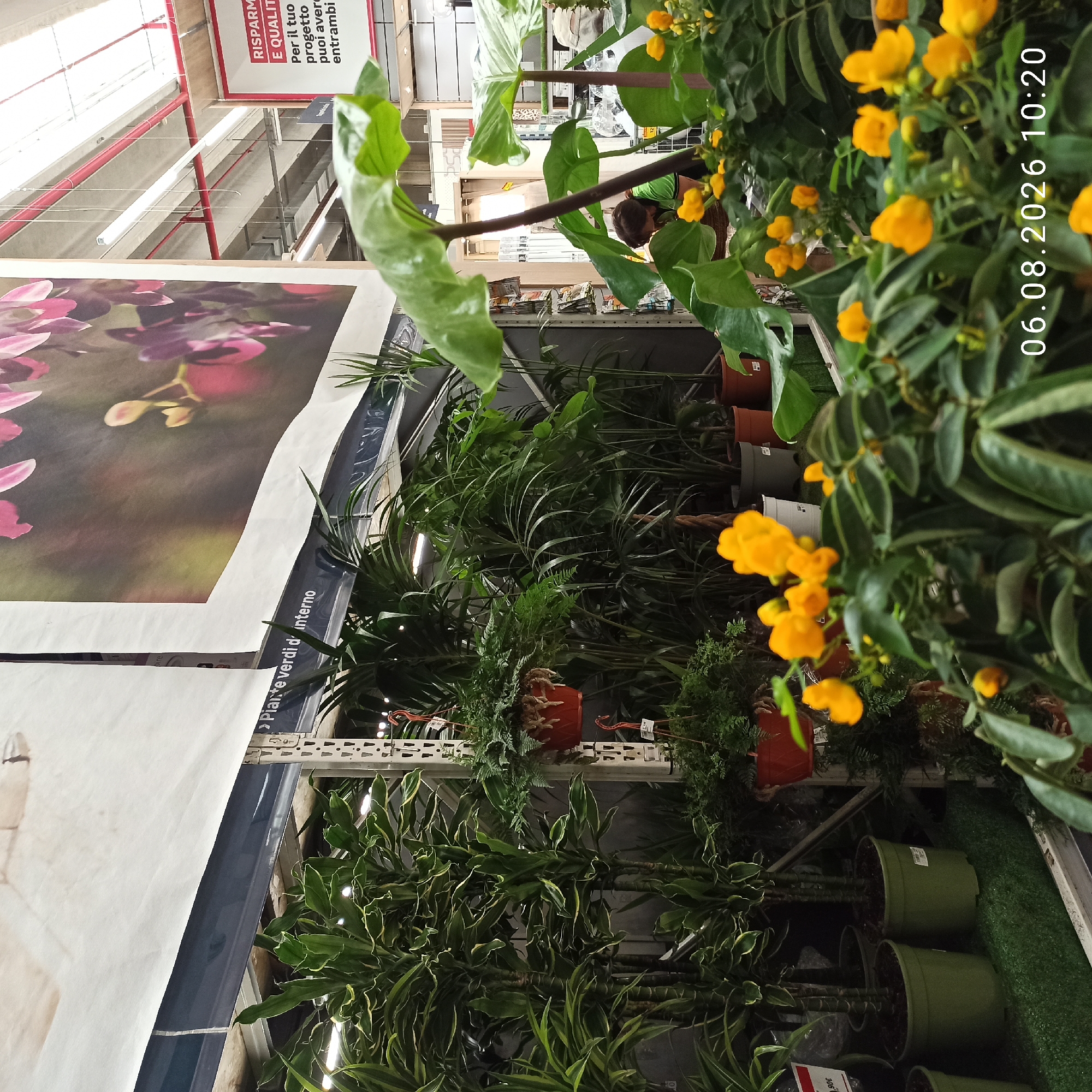 This image depicts an indoor plant nursery, possibly located within a large retail store. The foreground is dominated by a vibrant display of lush green plants with clusters of small yellow flowers. Further back, taller potted plants with broad leaves and striped foliage are visible, alongside hanging baskets of ferns. In the mid-ground, several rows of indoor plants are arranged on shelving units.
A sign with Italian text, likely advertising plants, is partially visible. To the right, a red and white sign reads "RISPARMIA E QUALITA" which translates to "SAVE AND QUALITY." Further in the background, the ceiling structure of the building is apparent, with fluorescent lighting and red conduits running across it. A person wearing a green shirt is partially visible behind a large-leafed plant in the mid-ground, appearing to be tending to the plants. The overall environment suggests a well-maintained retail space focused on horticultural products. There is no specific information in the image to indicate the location in the city of Bari, Italy. The timestamp "06.08.2026 10:20" is overlaid on the bottom right of the image.