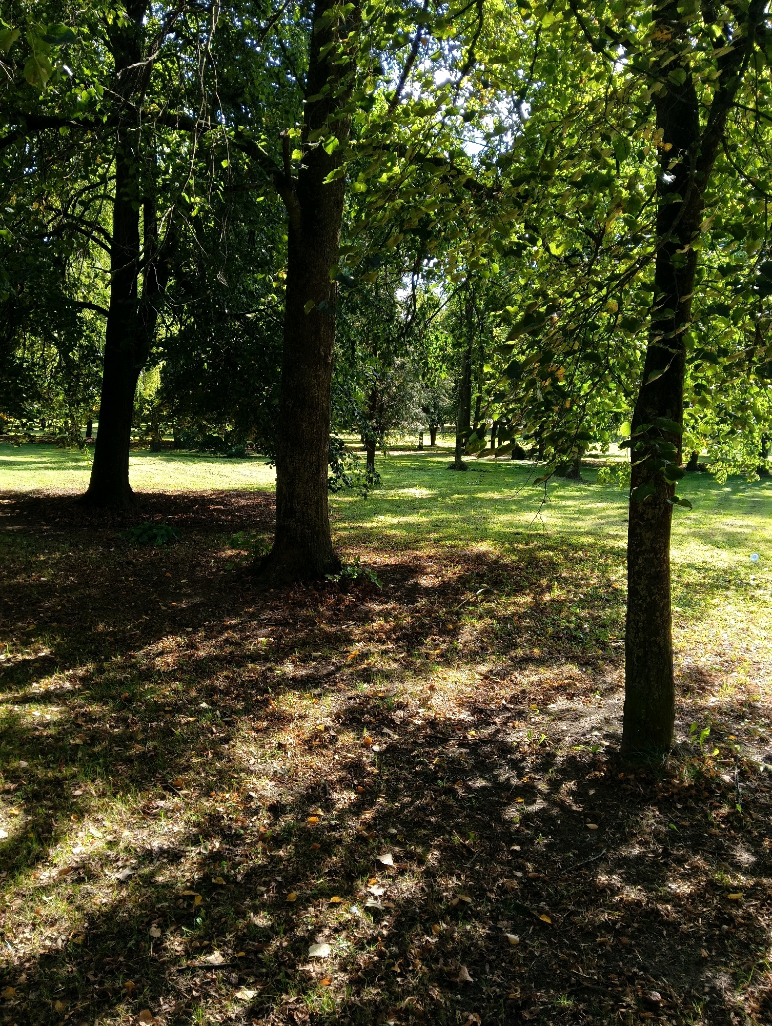 A sun-dappled park scene in Hrodna, Belarus, features a clearing surrounded by mature trees with dense green foliage. The ground is a mix of short green grass, fallen leaves, and dark soil, with distinct shadows cast by the trees creating a mosaic pattern across the ground. The light filters through the leaves, illuminating patches of grass with a warm glow. In the foreground, the textured bark of tree trunks is visible. The overall impression is one of a tranquil, natural setting within a city park.