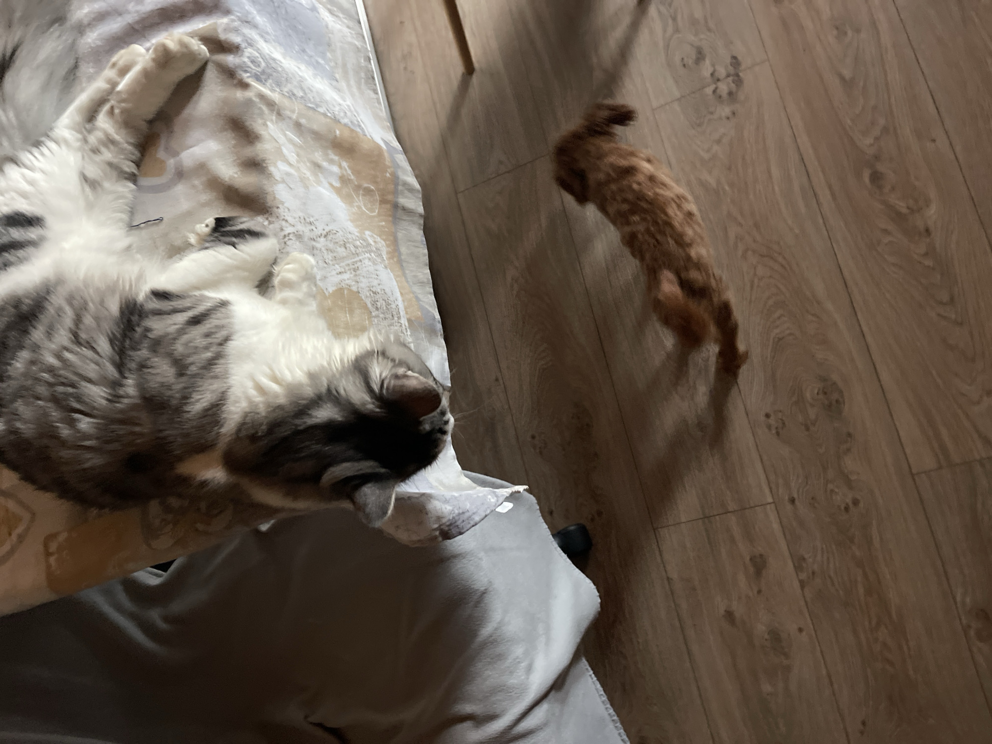 A grey and white cat rests on a fabric-covered surface in an indoor environment. A small, brown dog stands on a light brown, wood-look floor. The location cannot be determined to be Sofia, Bulgaria, from the image.