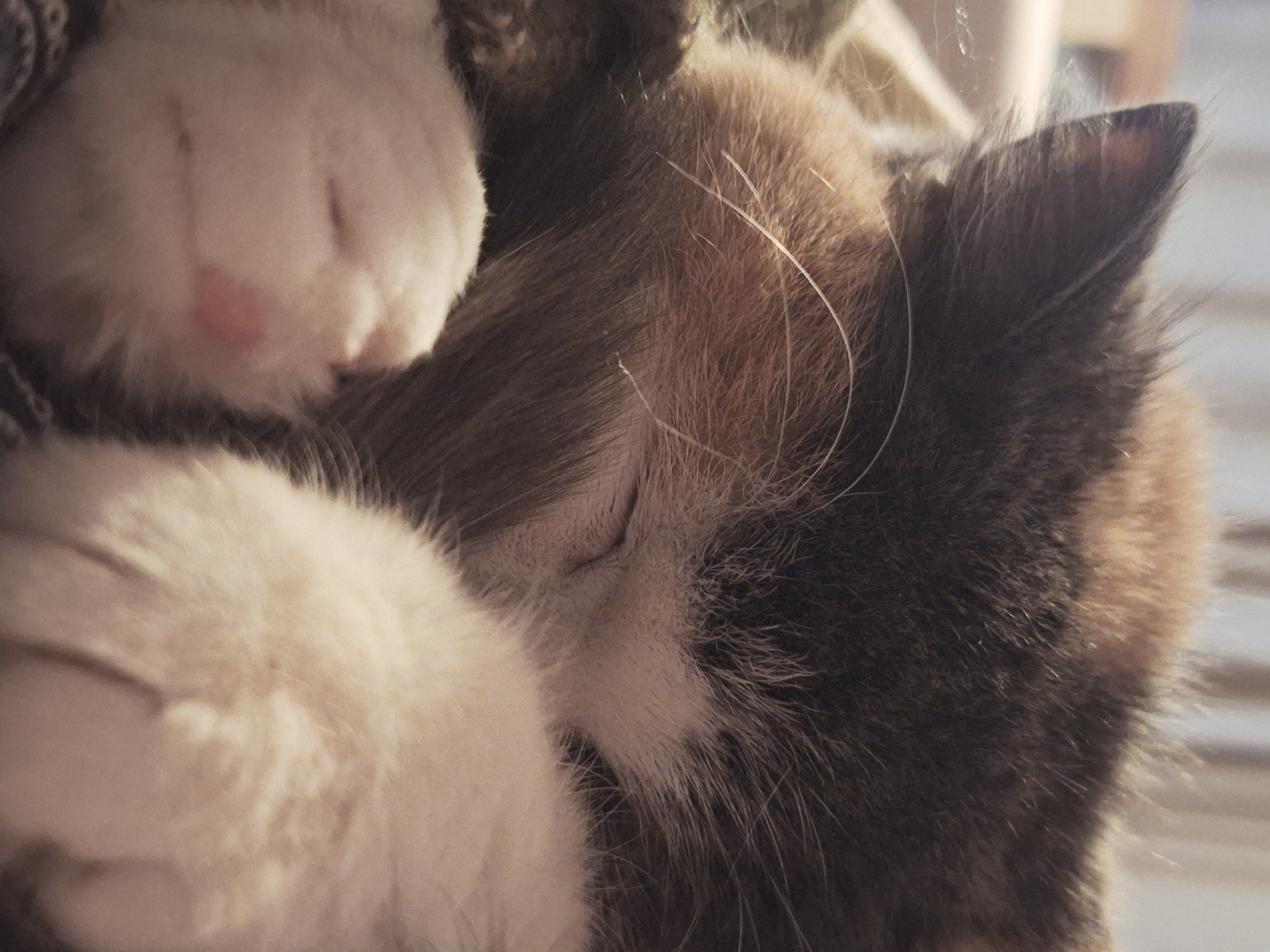 The image is a close-up of a sleeping calico cat. The cat is curled up, with its white paws tucked close to its face. The cat's fur is a mix of white, brown, and black. The cat's ear is visible, and its eyes are closed. The background is blurred, but it appears to be a soft, textured surface. The location in the city of Chaikovsky, Russia, is not discernible from the image.