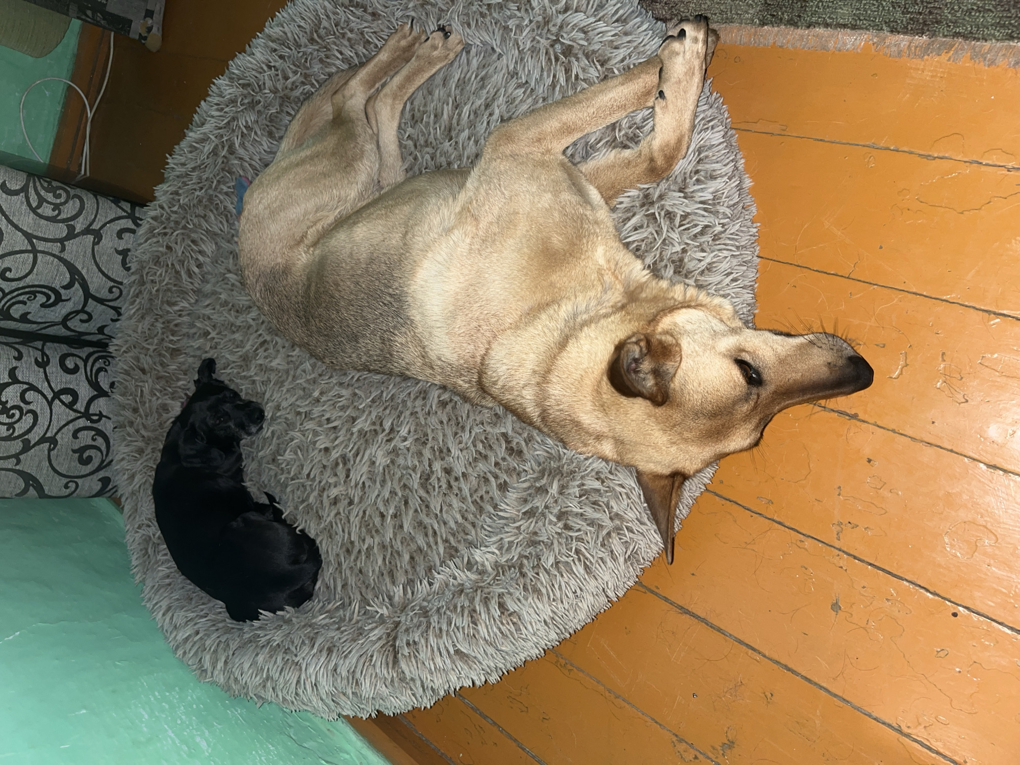 Two dogs are lying on a round, plush dog bed on a wooden floor. The dog on the left is black and appears to be smaller, curled up and asleep. The dog on the right is a larger, light brown dog, also lying down and resting. The dog bed is positioned on an orange wooden floor with visible planks and some wear. In the background, a teal-colored wall is visible, as well as a patterned curtain and a white electrical cord running along the wall. The overall scene suggests a domestic indoor setting. The image does not provide information about the specific location within the city of Nizhny Tagil, Russia, or any specific context beyond the visual elements present.