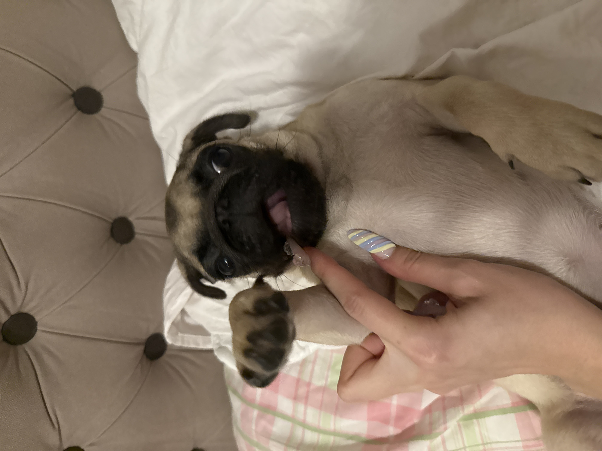 A pug puppy with fawn-colored fur and a black mask is lying on its back on a bed. Its paws are raised in the air, and a human hand with pastel-colored nail art is gently touching one of its paws. The puppy has its mouth open, with its pink tongue visible. The background consists of a tufted headboard and white and pink and green plaid bedding. The image is an indoor, close-up shot.