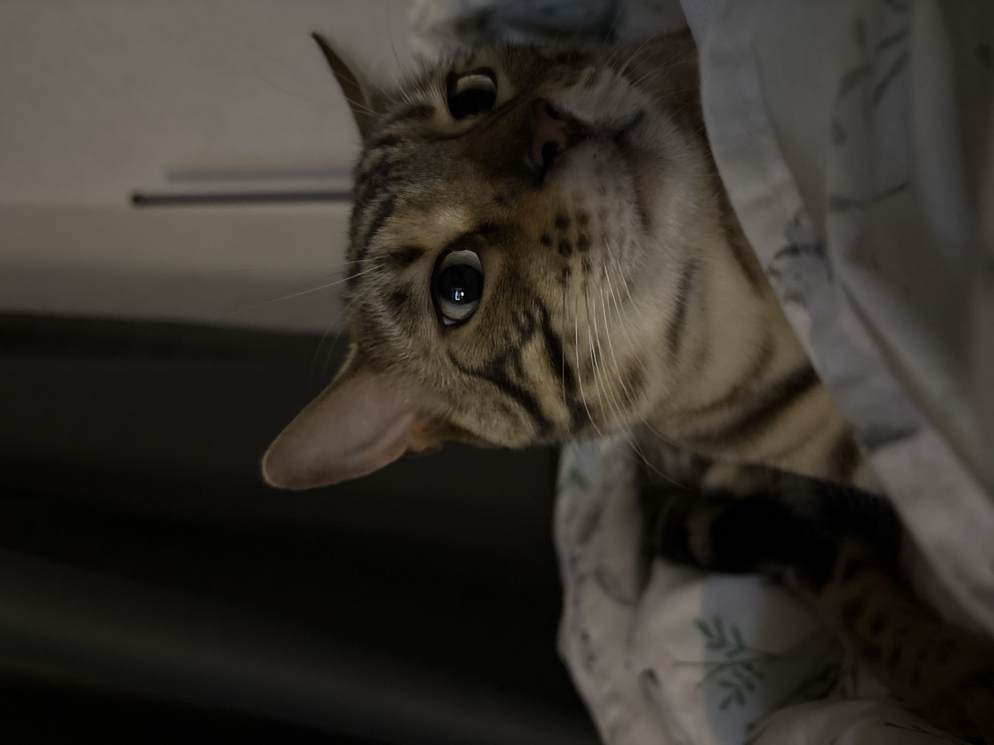 A close-up shot shows the face of a tabby cat, its eyes wide and attentive. The cat is nestled amongst white blankets with a subtle floral pattern. The background is dark and out of focus, with a hint of vertical blinds or a curtain visible on the right side of the frame. The lighting is dim, creating soft shadows on the cat's face. The image is a detailed portrait of the feline, emphasizing its fur patterns and facial features. There is no information in the image to suggest it is located in Noviy, Russia.